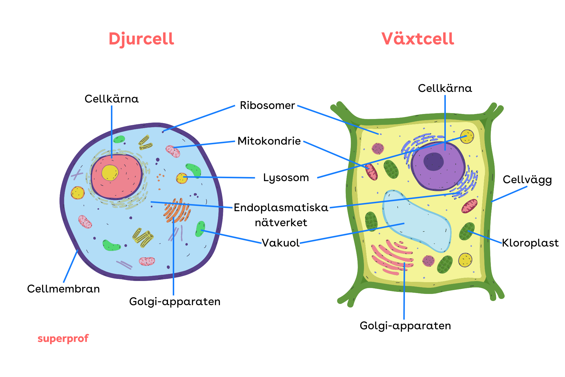 Illustration över djur- och växtcellernas likheter och skillnader.