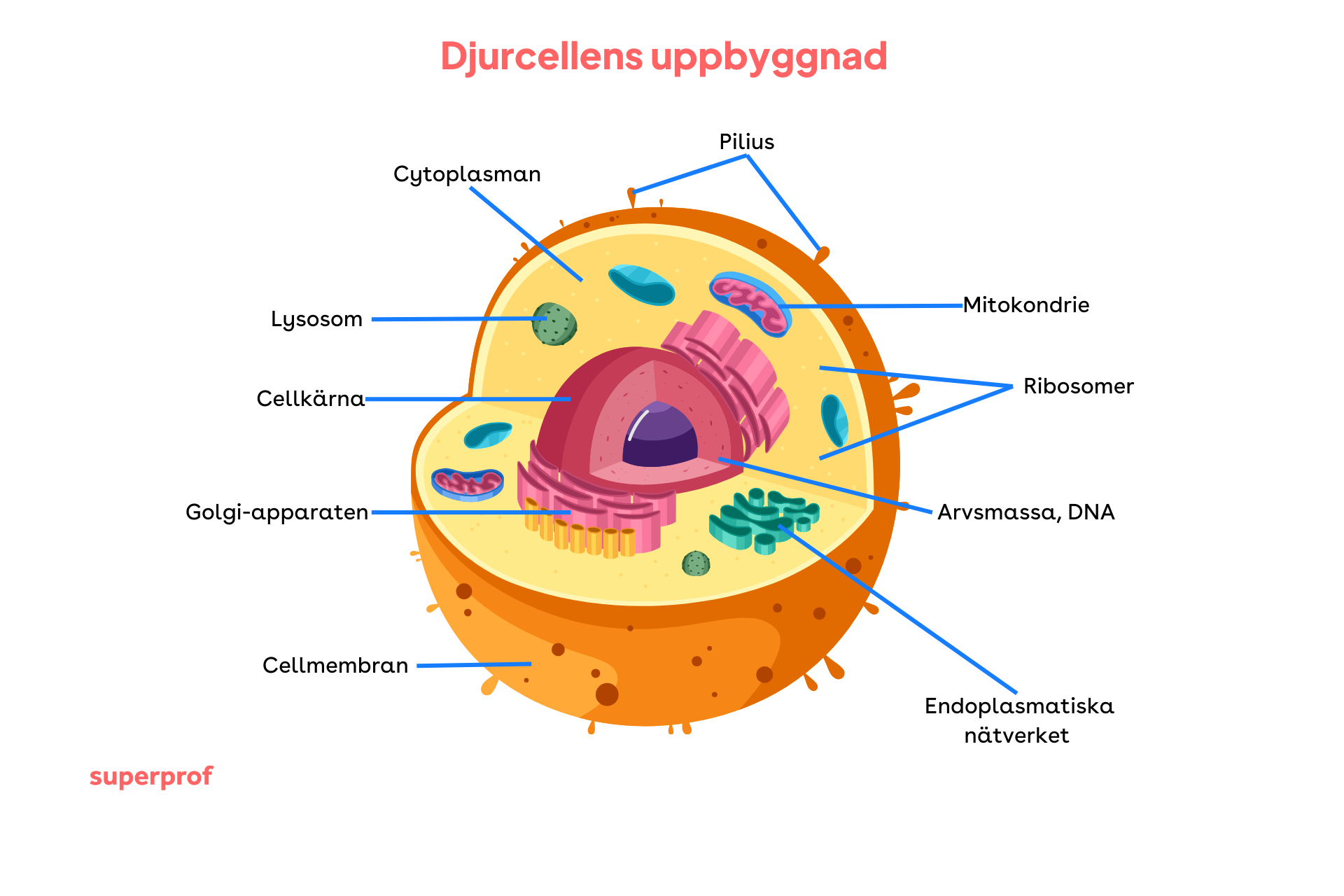 Illustration över djurcellernas uppbyggnad.