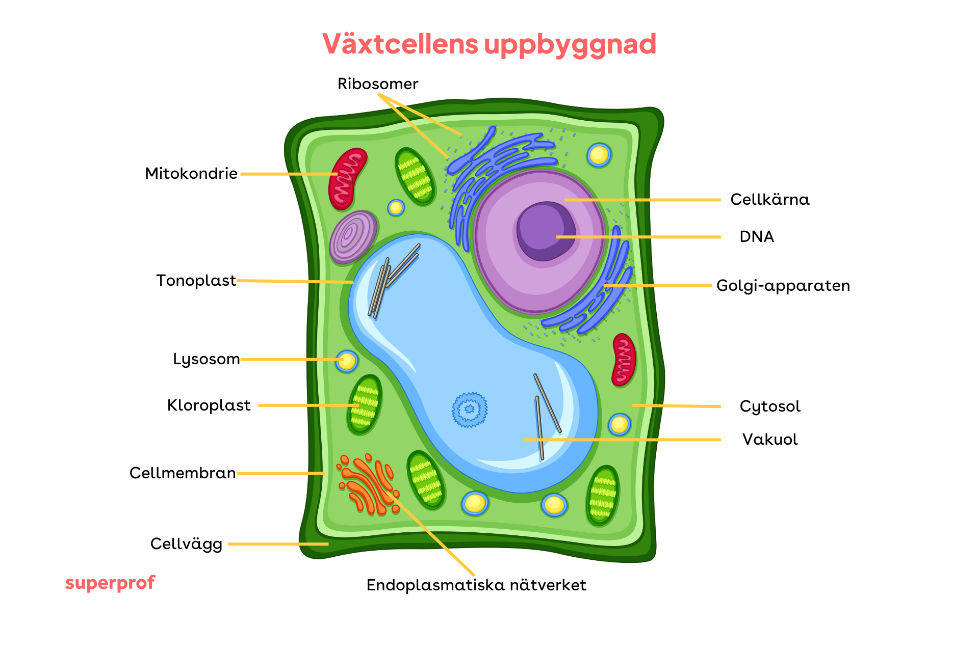 Illustration över växtcellernas beståndsdelar.