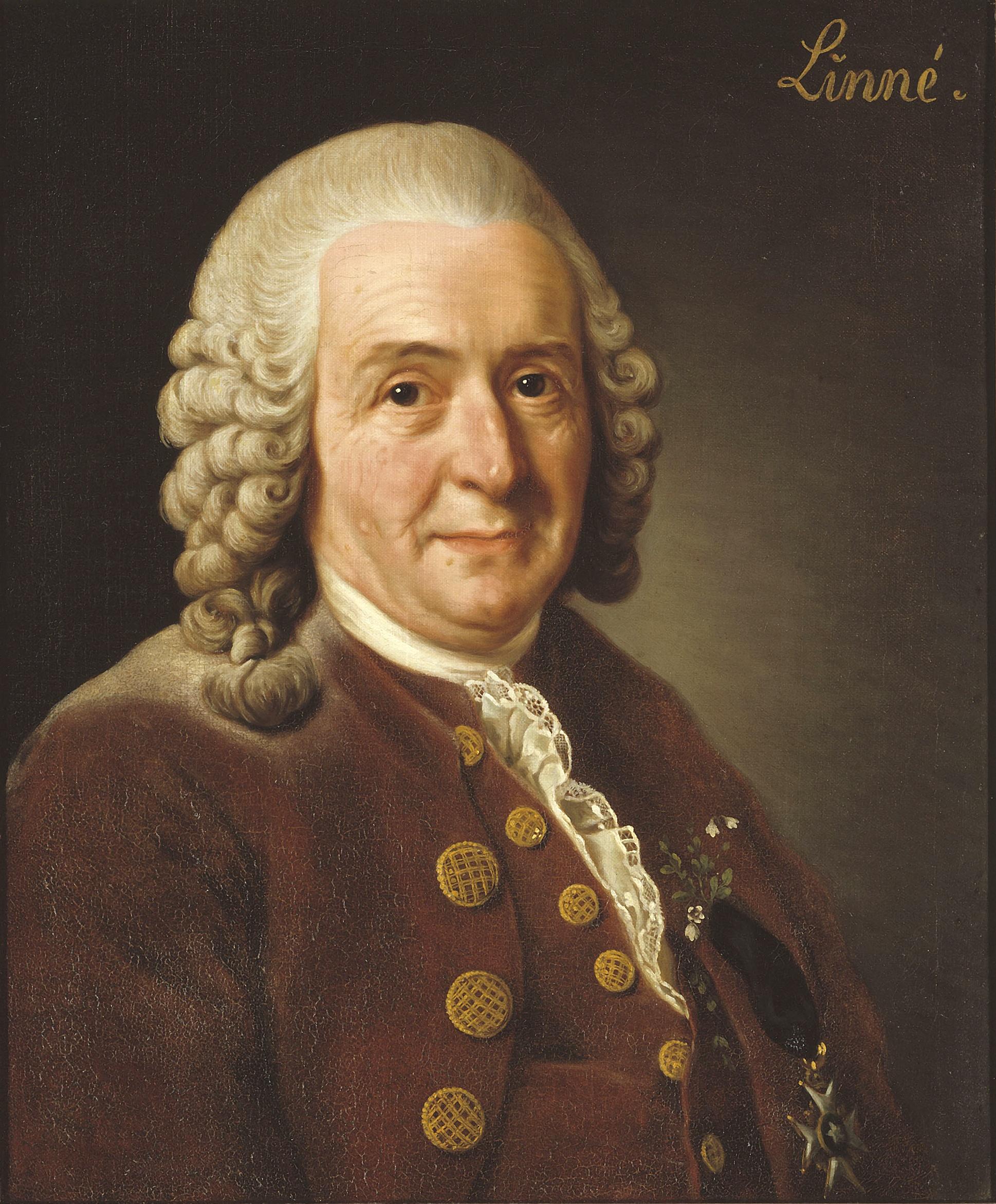 porträtt på Carl von Linné