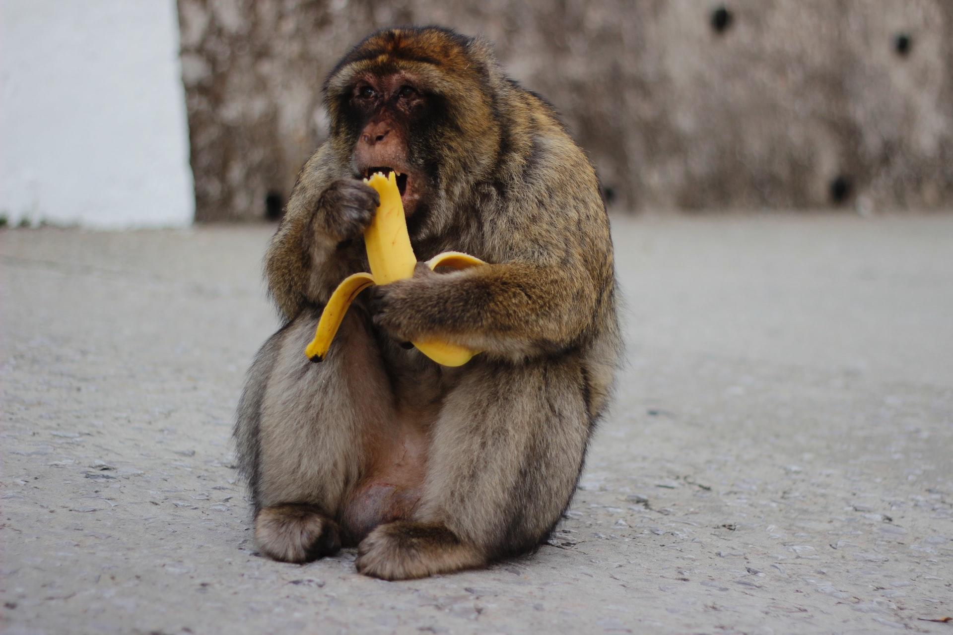 En apa sitter på marken och äter på en banan.