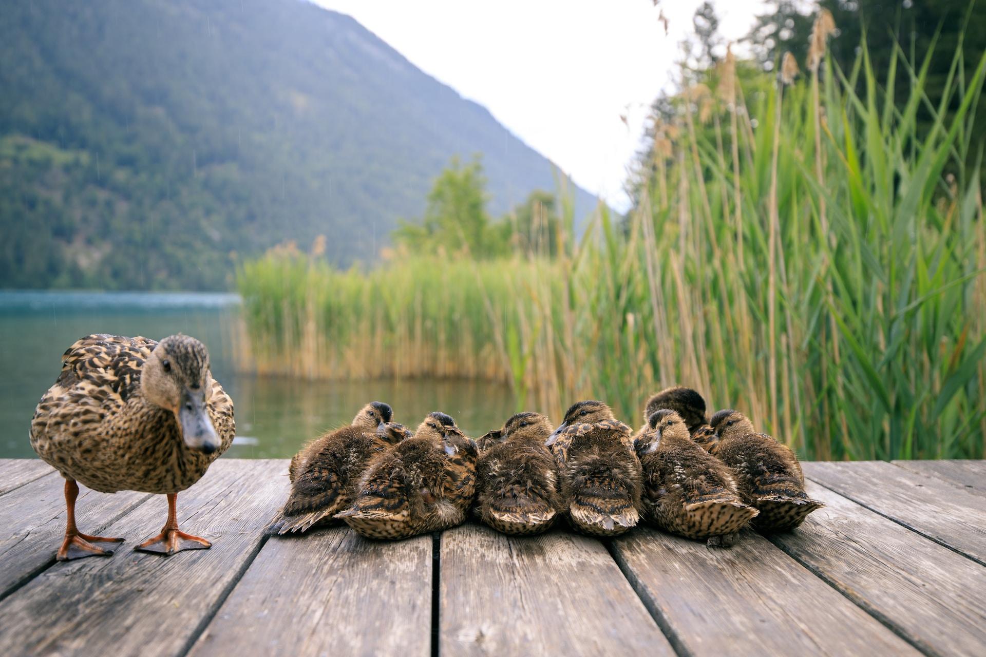 And och andungar på en brygga vid vattnet.