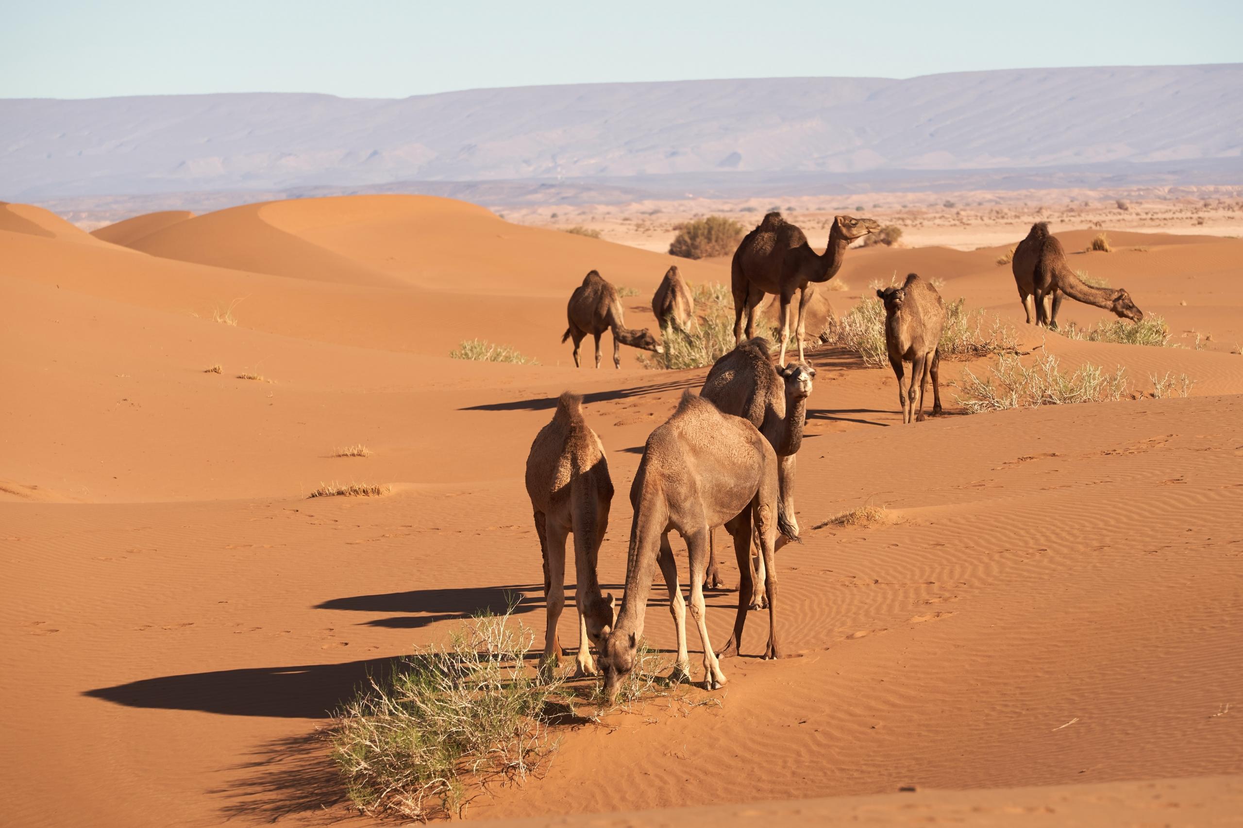 Rid på kamel i de Marockanska öknarna och i Sahara.