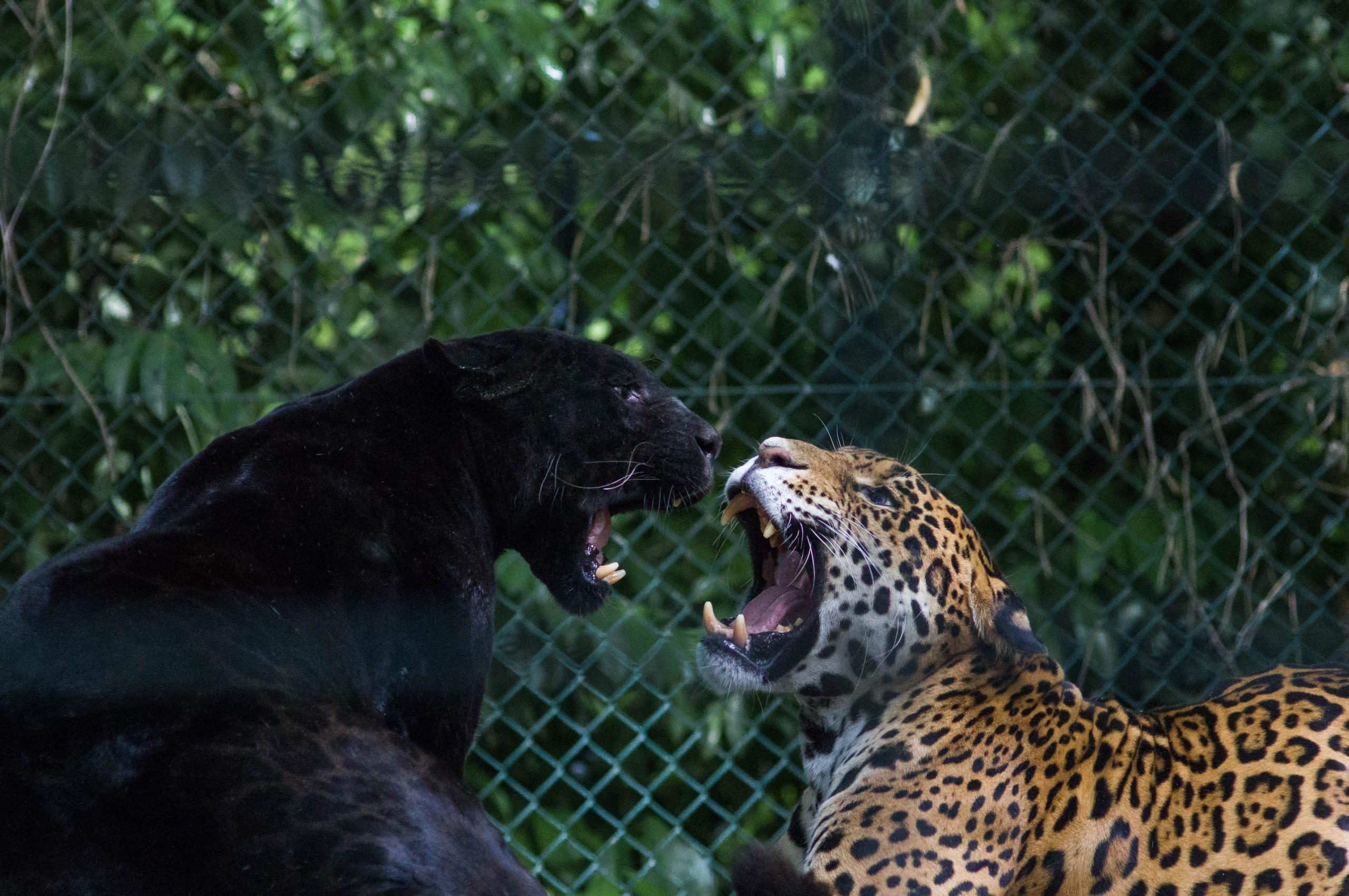 En panter och en leopard som ryter åt varandra