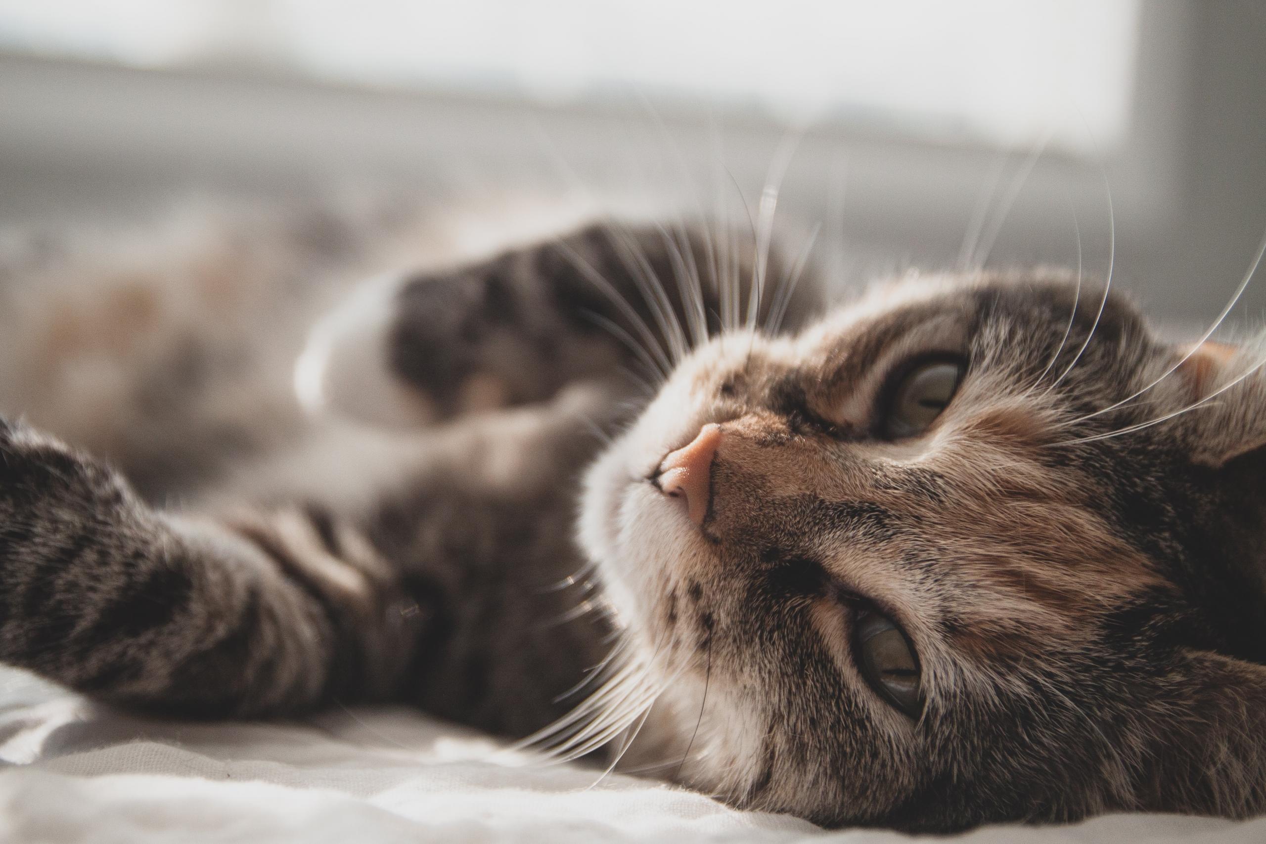 Katt