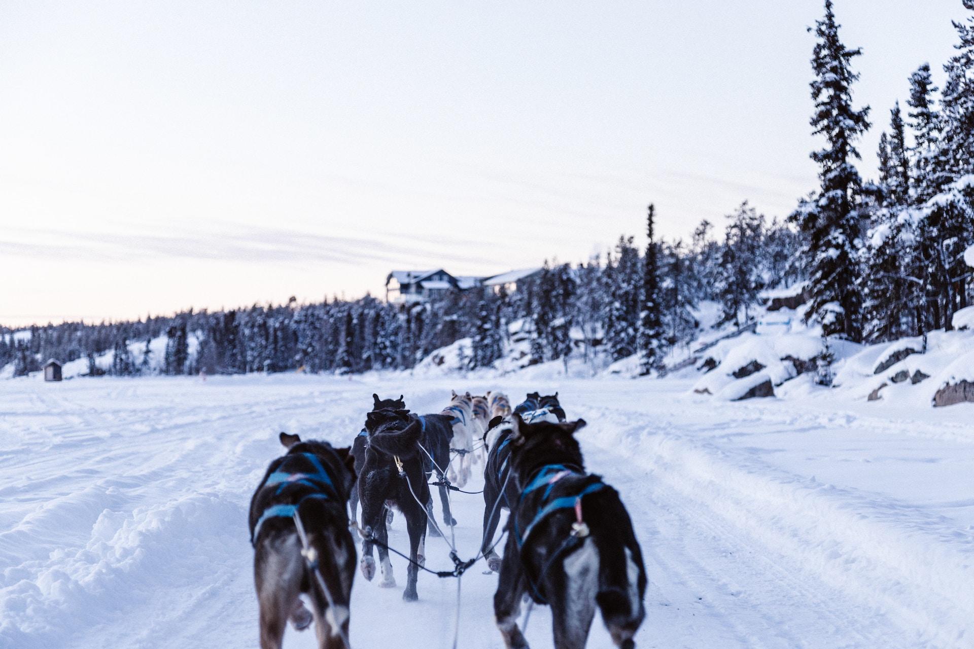 Förspänd hundspann.