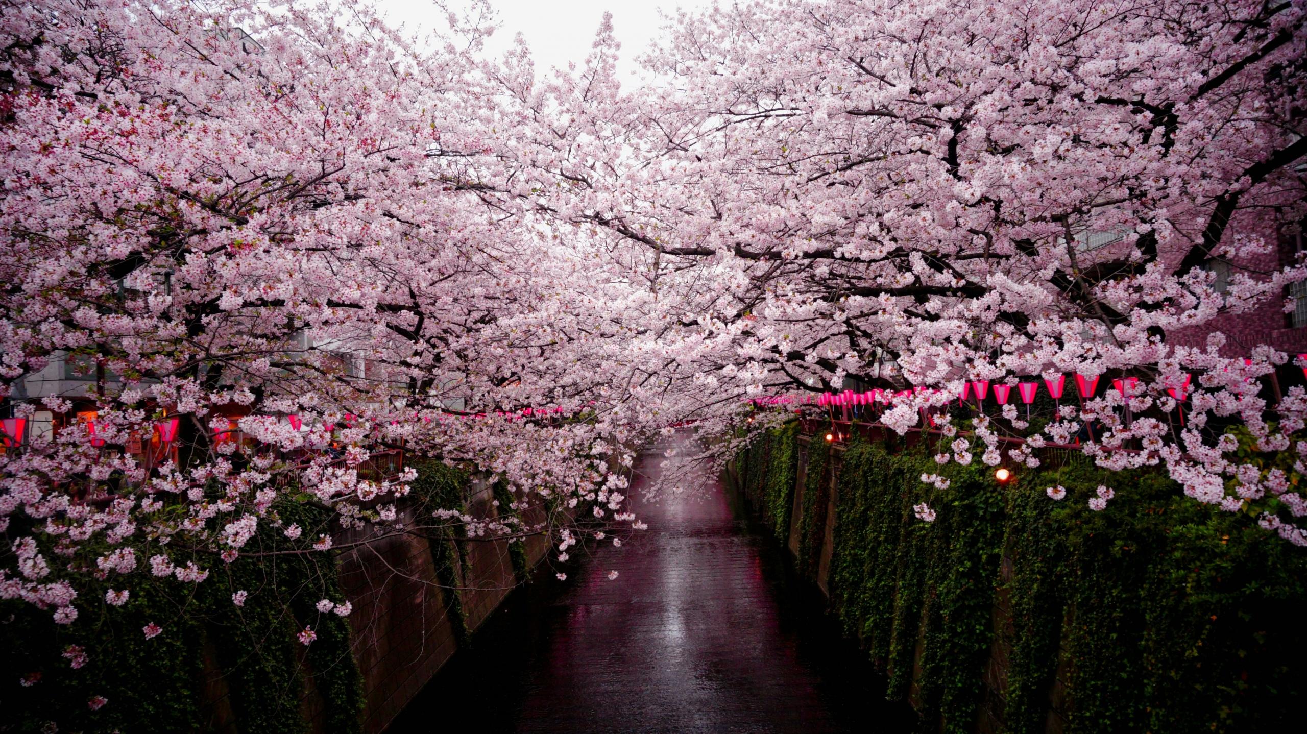 Lär dig japanska i göteborg, så att du också kan uppleva körsblomsträden i Tokyo!