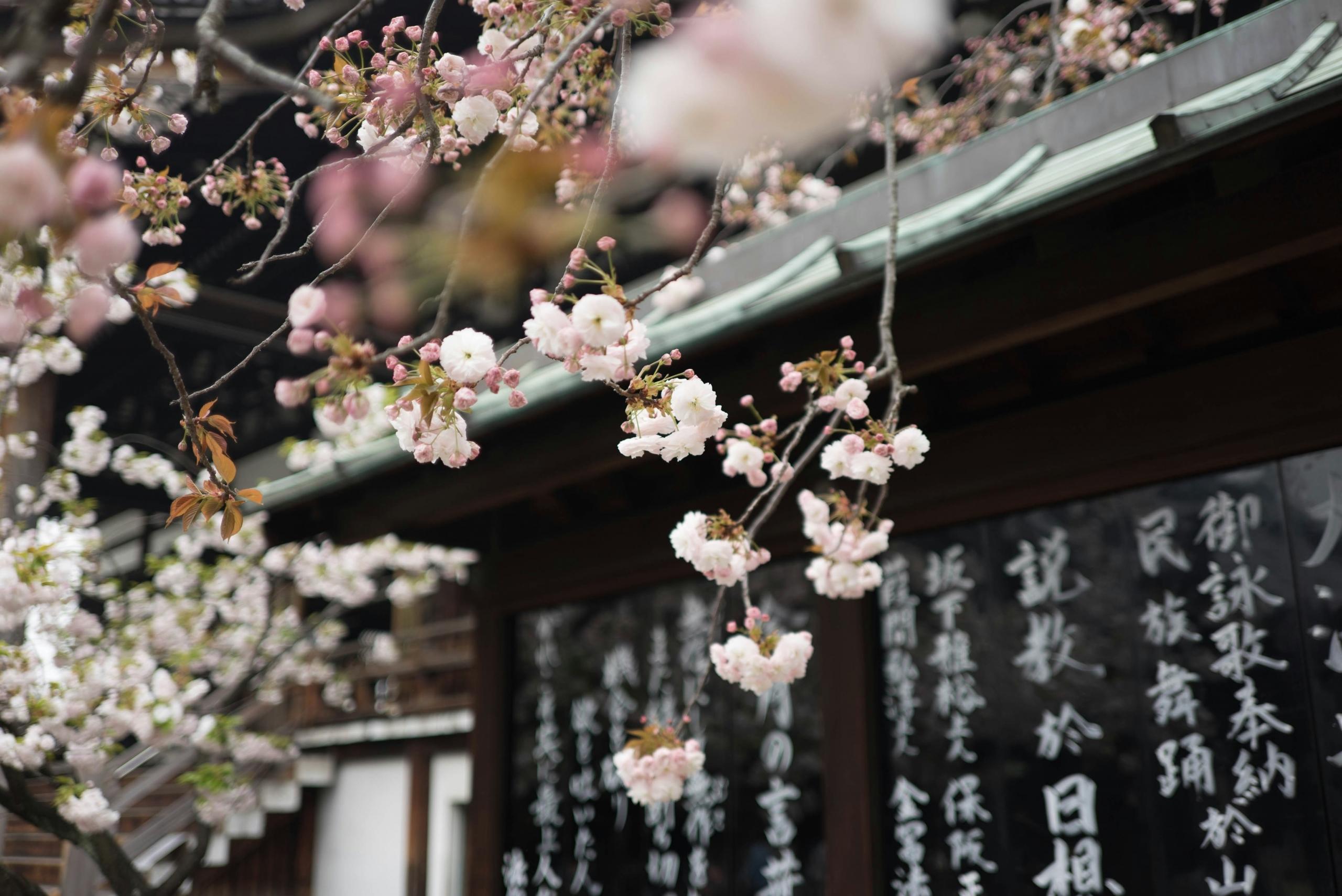 Njut av körsbärsblommande träd i Japan!