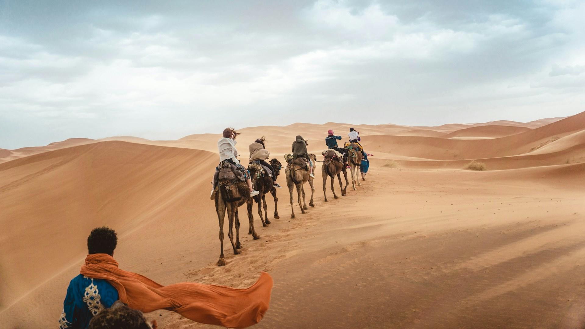 Kameler i öken nära Marrakech