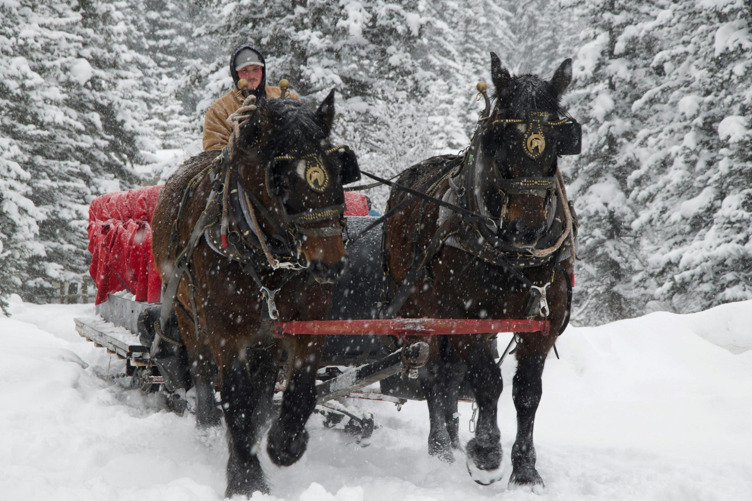 Julfirandet i Banff