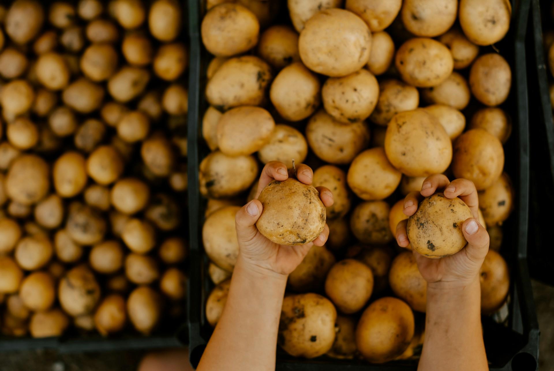 Massa potatis och en person som håller upp två i sina händer.