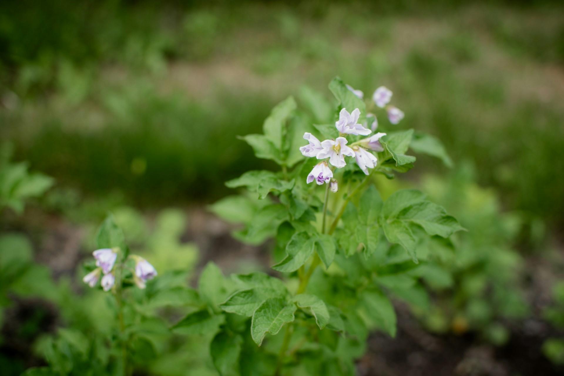 Potatisplanta som blommar.