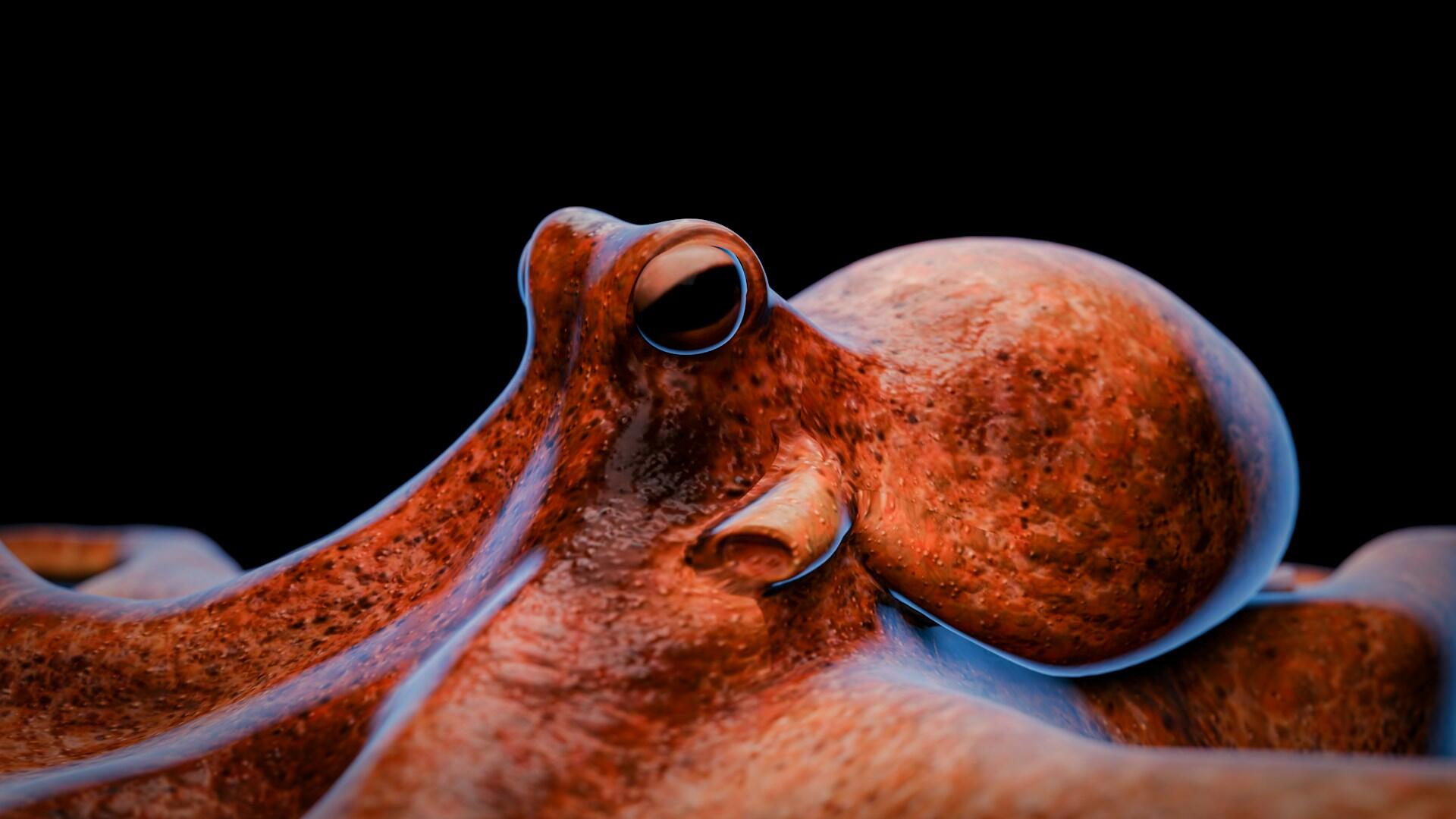 Bläckfisk på botten. Bild från Unsplash+