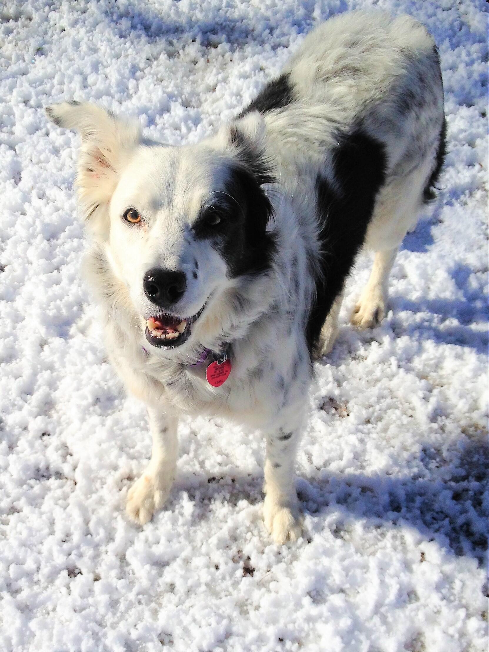 bild på hunden chaser i snön