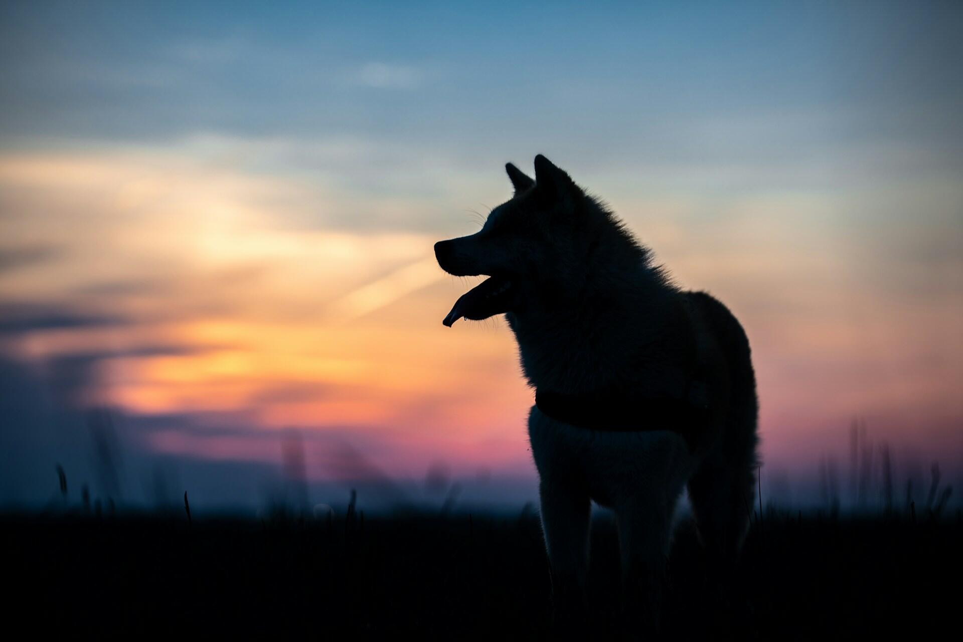 En siluett av en hund mot en kvällshimmel