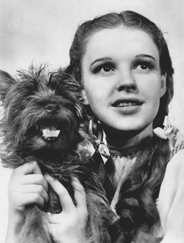 Porträtt på Judy Garland och hunden Toto