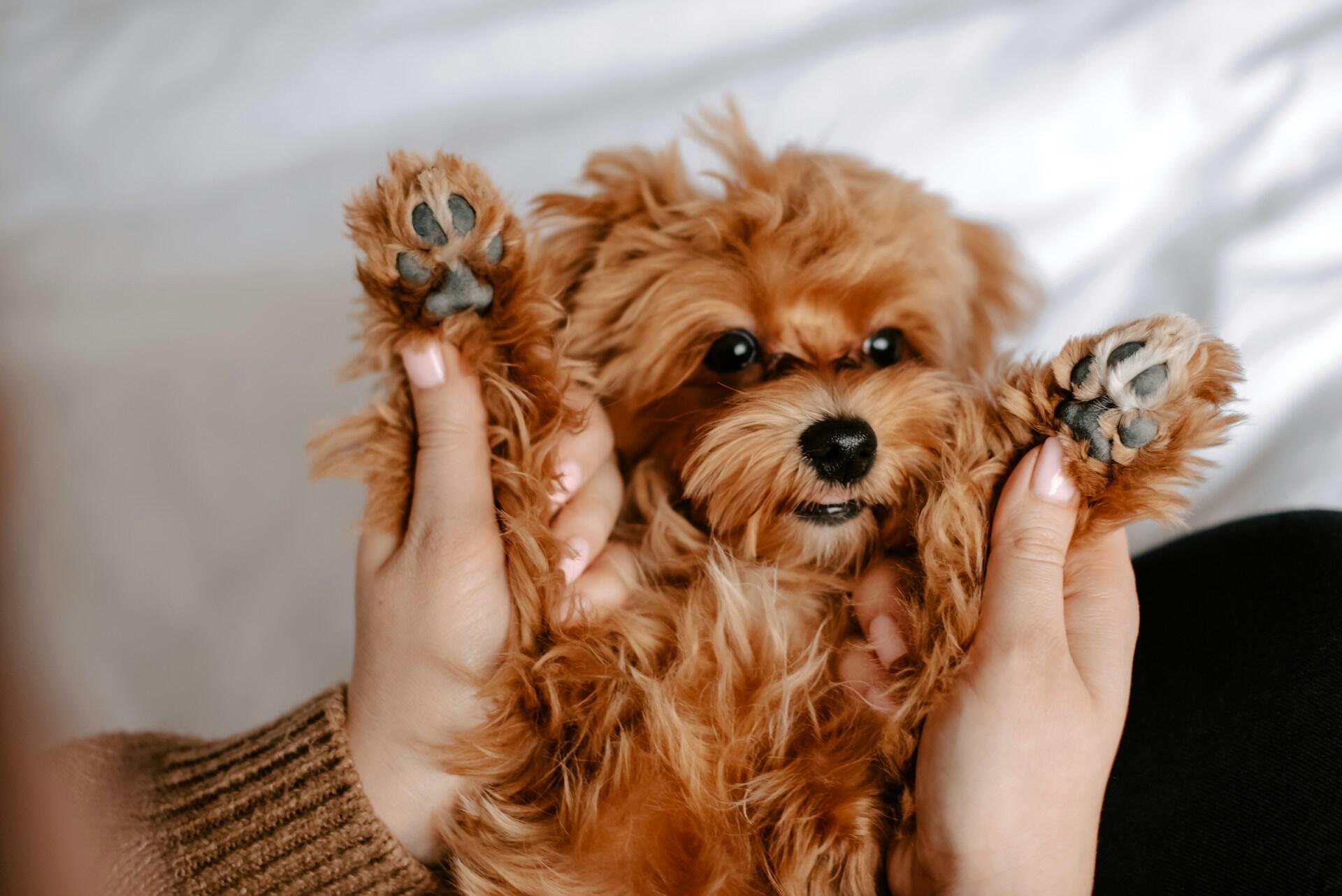 liten brun hund visar framtassarna