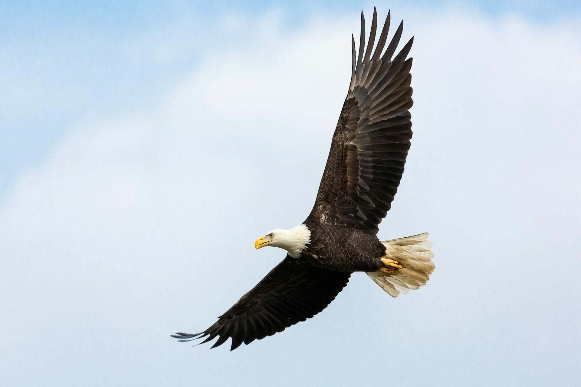 En örn som flyger. Bild av Mathew Schwartz på Unsplash
