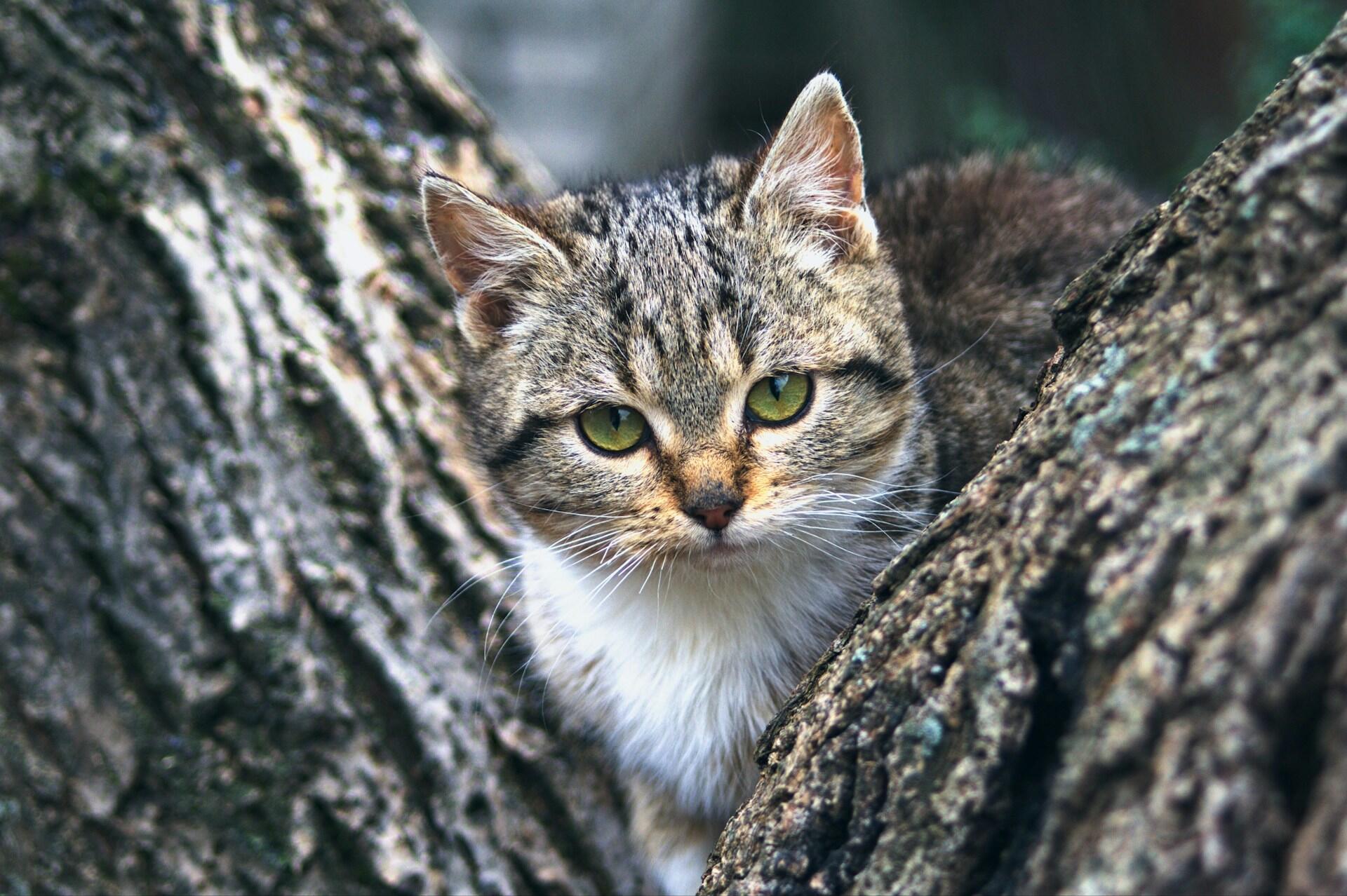 Vildkatt i ett träd. Foto av Ruslan Sikunov på Unsplash