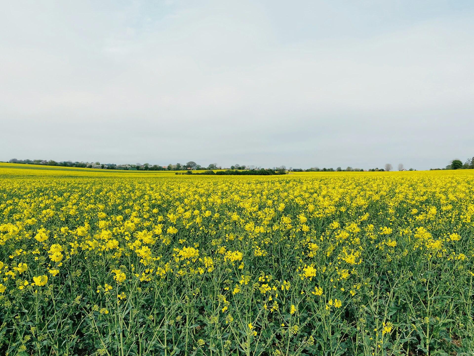 Svensk natur som symboliserar Miljöpartiets gröna ideologi och miljöpolitik