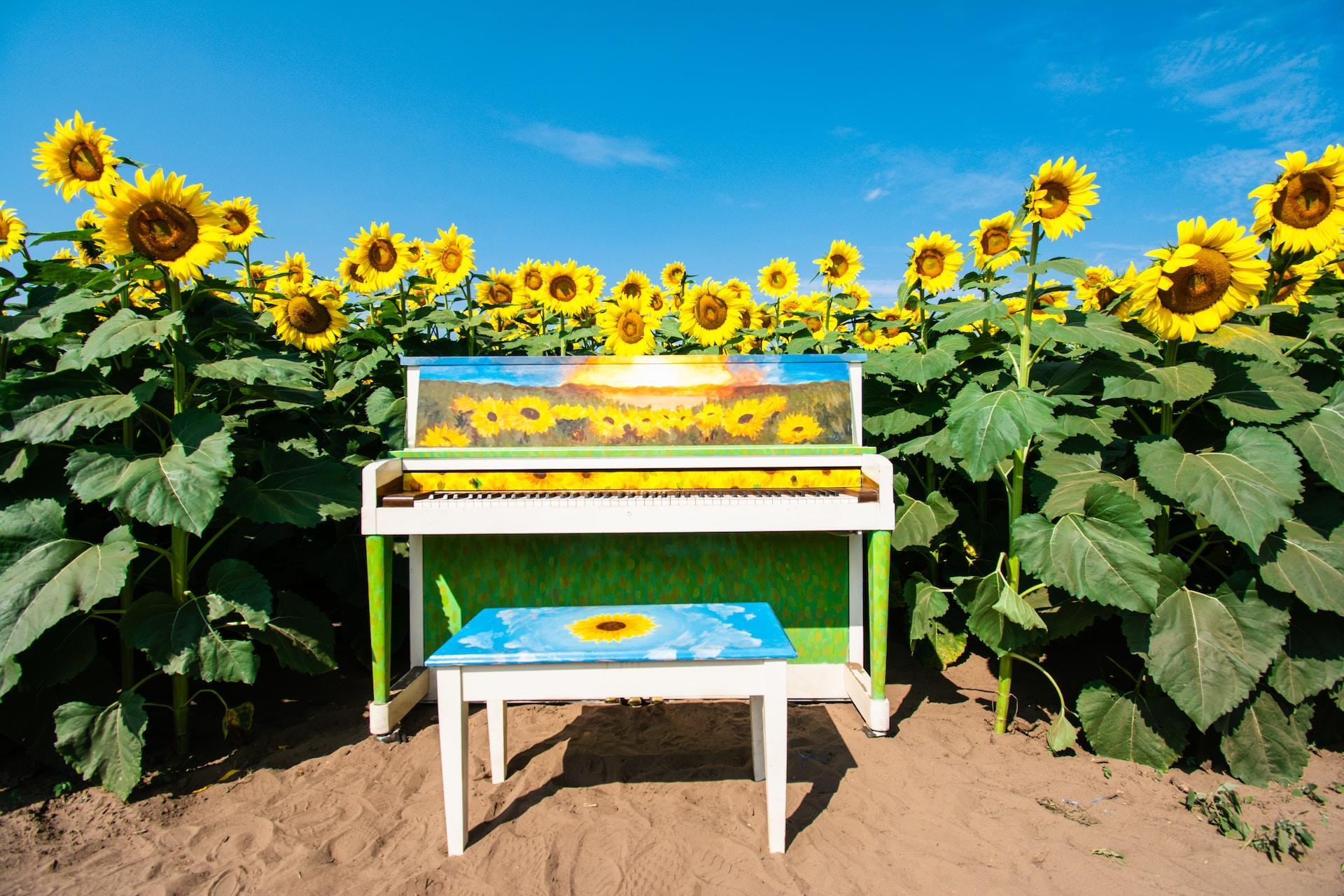 Ett målat piano med pianopall i ett solrosfält.