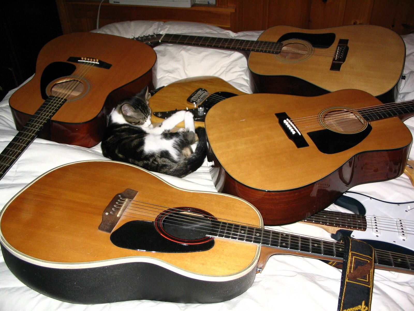 A cat is seen curled up on the bed in the middle of guitars. 