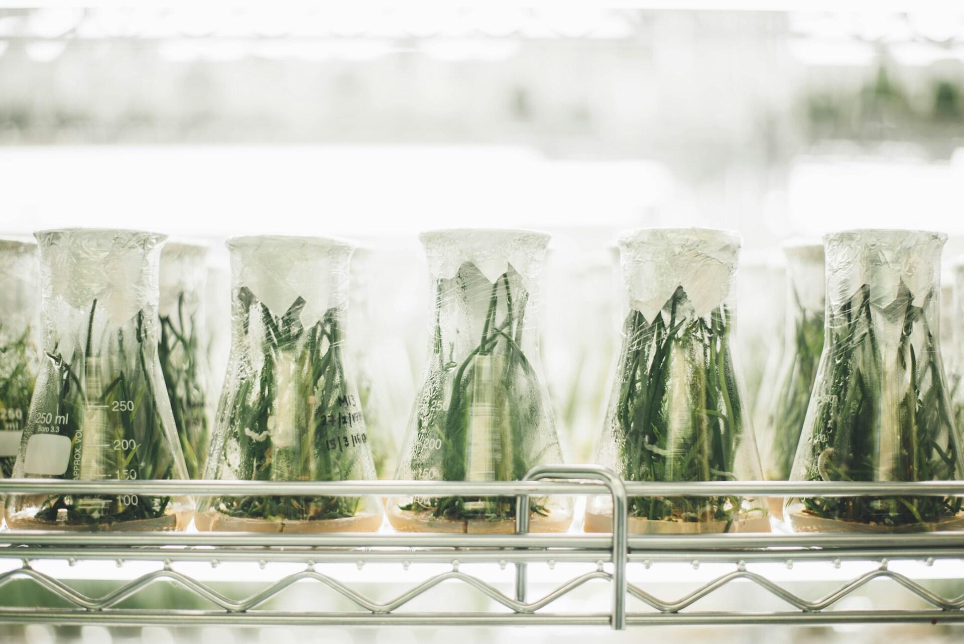 Clear jars in a row with green plants in them.