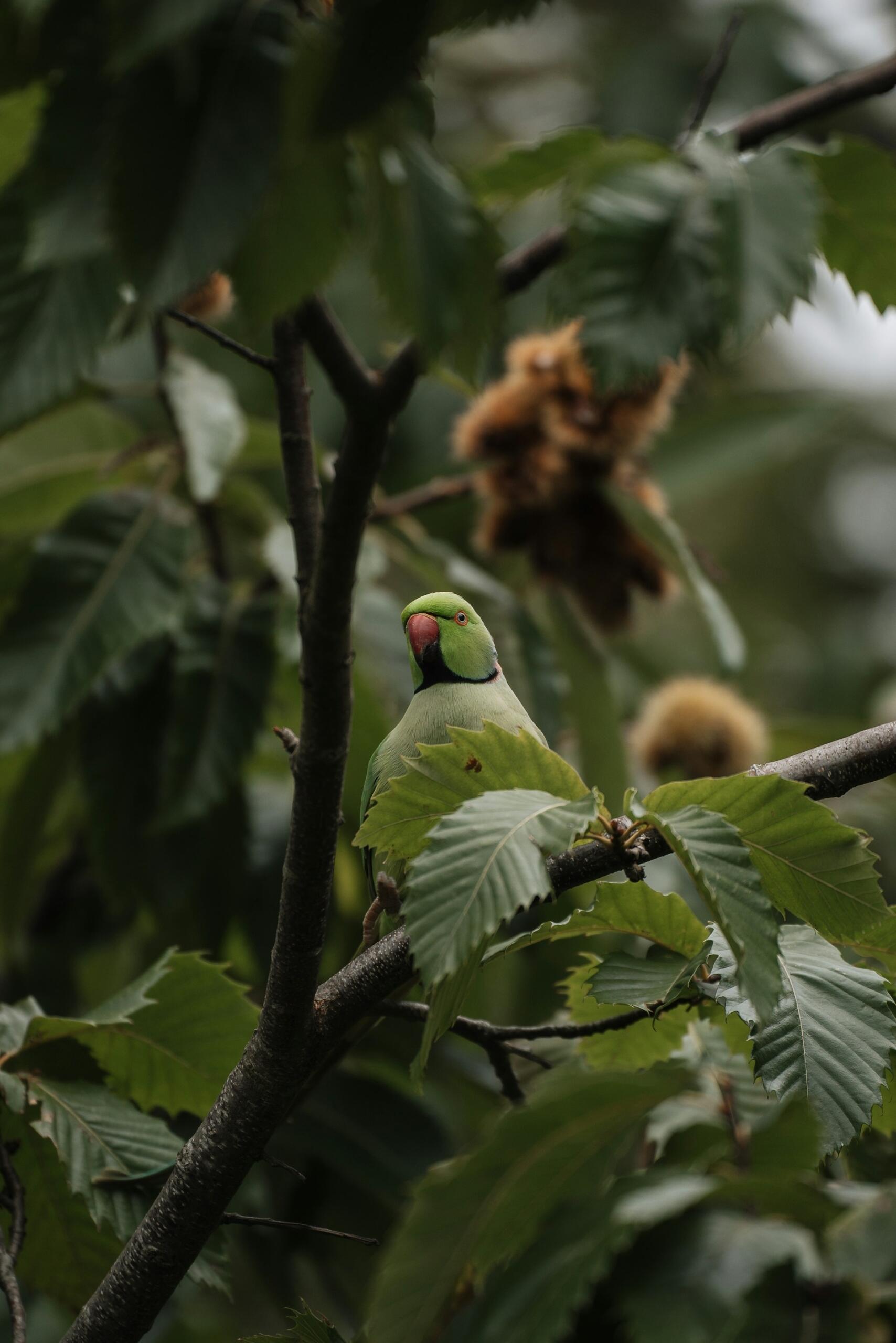 A green bird in a tree.
