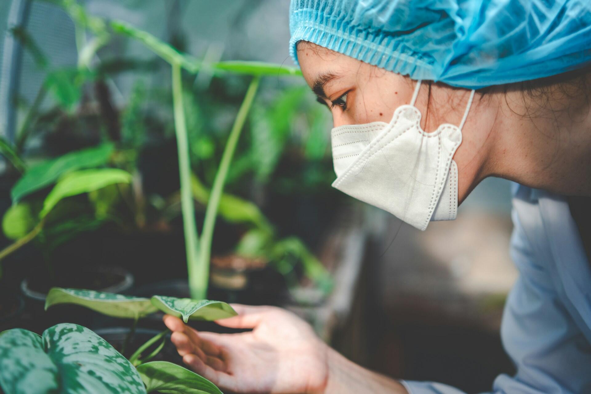 A person wearing blue safety gear inspects a plant.
