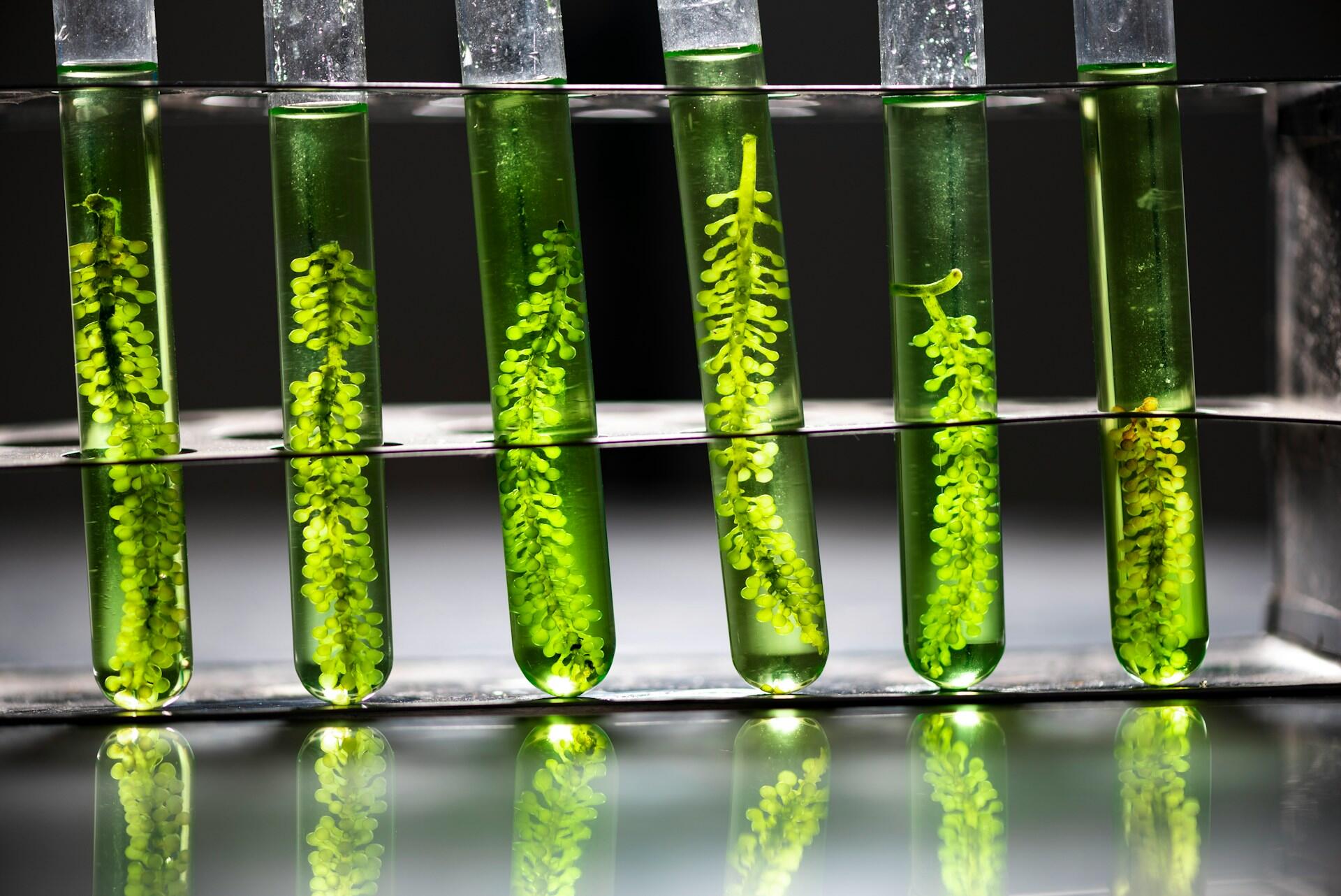 Five test tubes with plants and green solution in them.