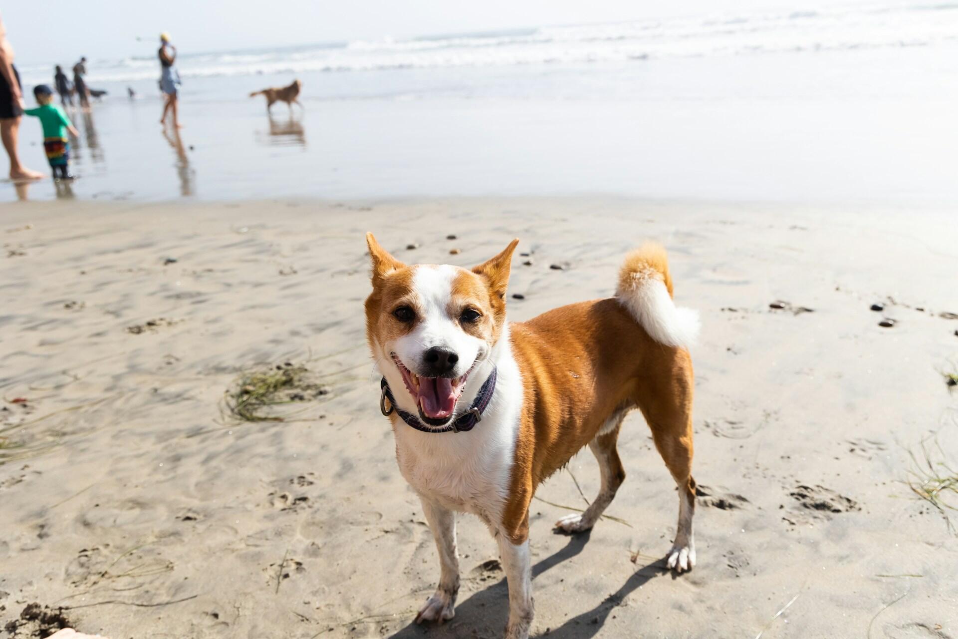 A tan and white dog stands on a sandy beach, with people and waves visible in the background, enjoying a sunny day.