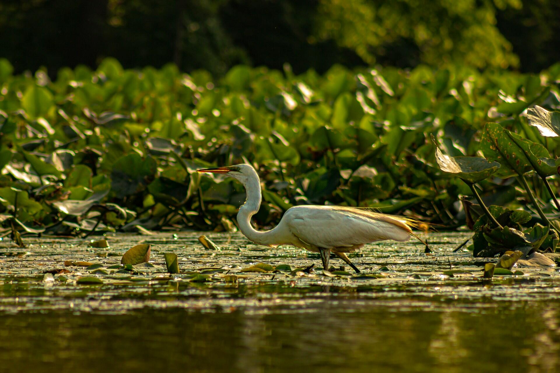 A great egret wades through a lush green lily pad-covered wetland, sunlight illuminating its elegant form.