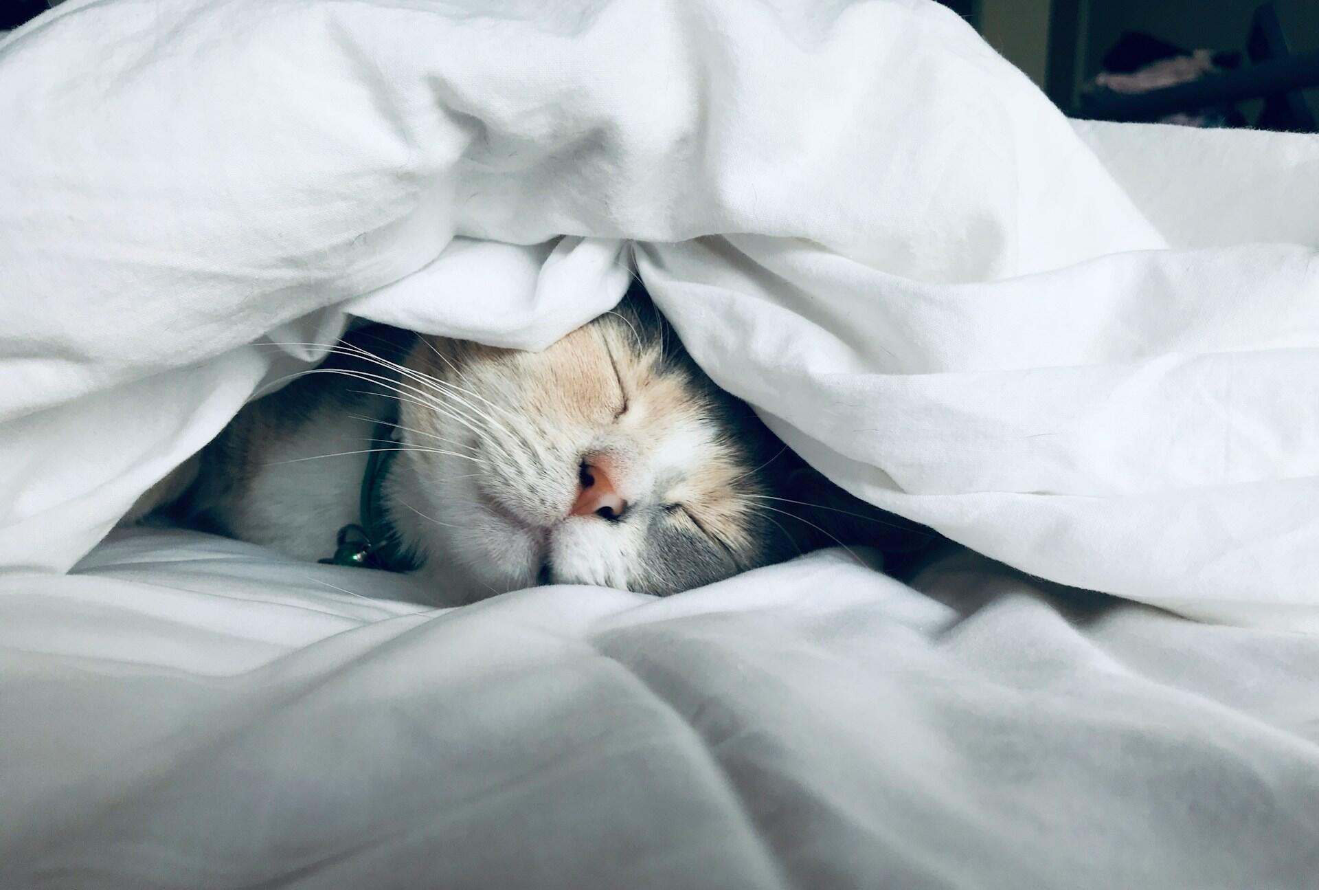 A cat sleeping under a duvet. 
