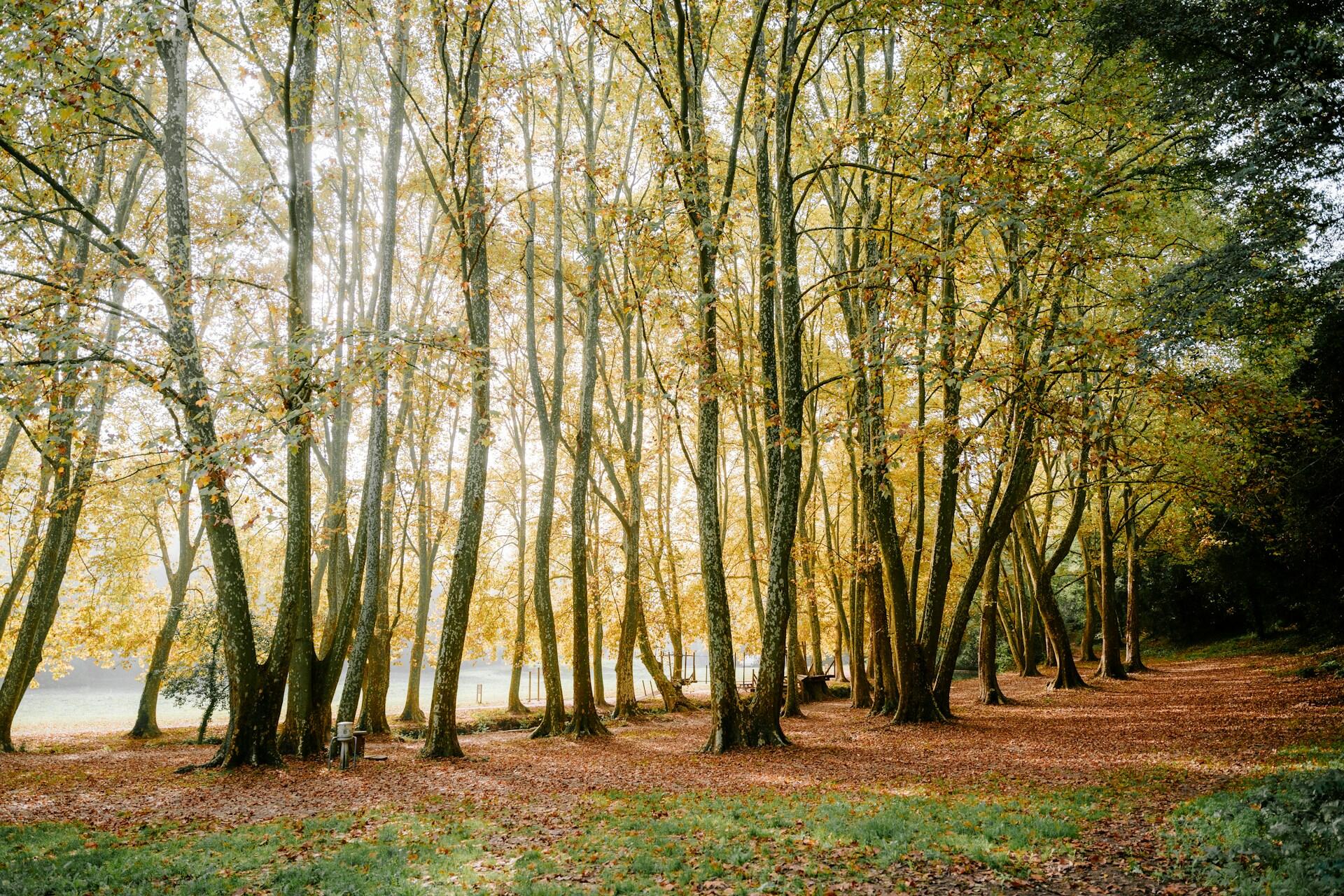 A stand of trees with the sun shining through.