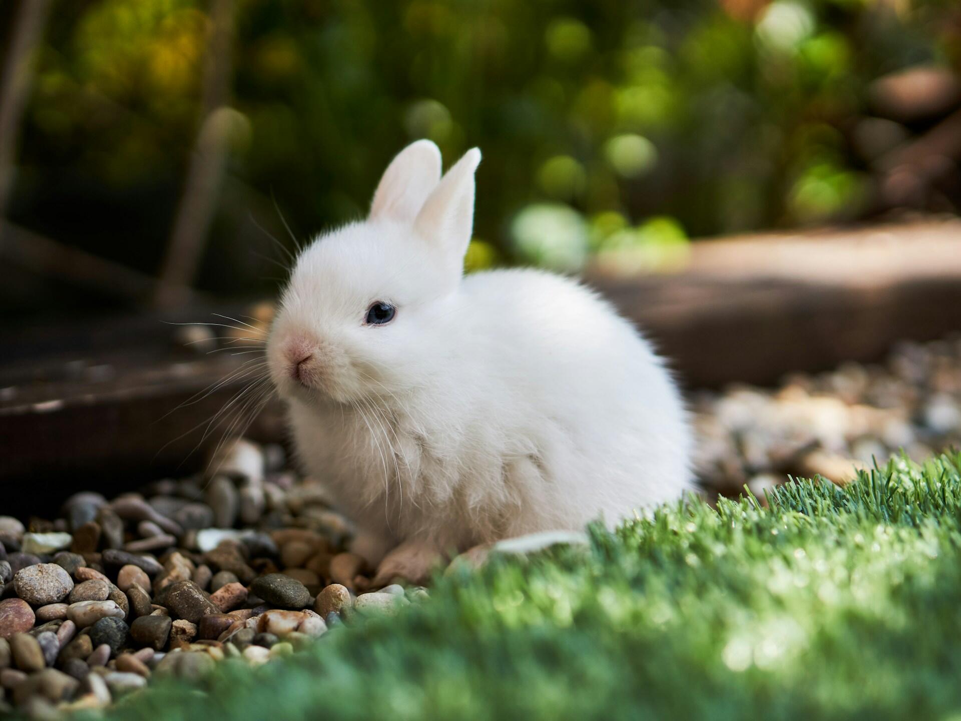 A white rabbit in a garden. 