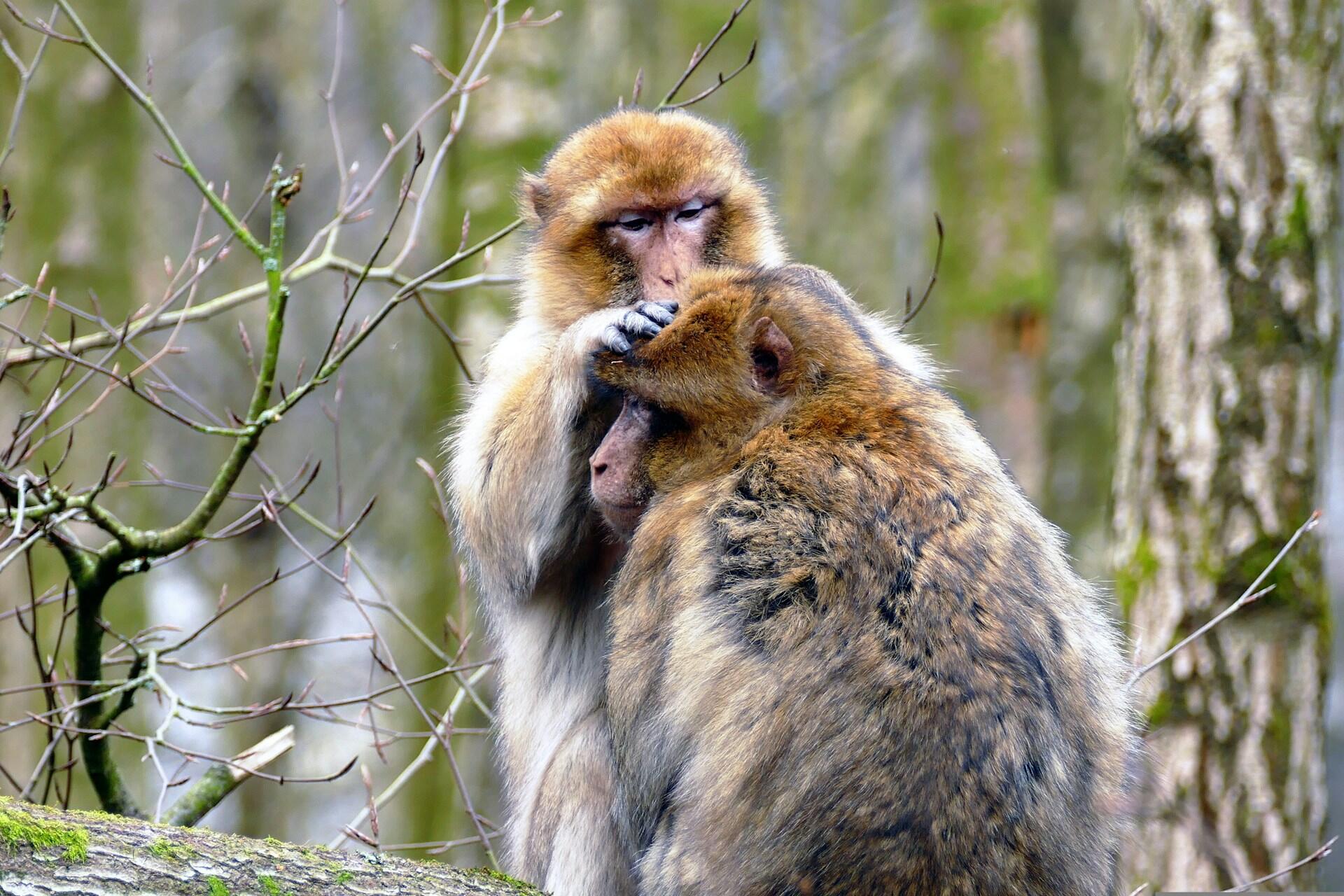 A monkey grooms another in front of a tree. 