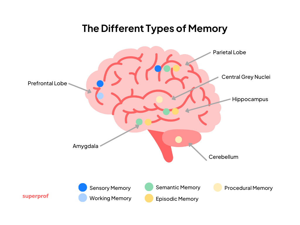 Superprof illustration of the human brain areas that correspond to different types of memory.