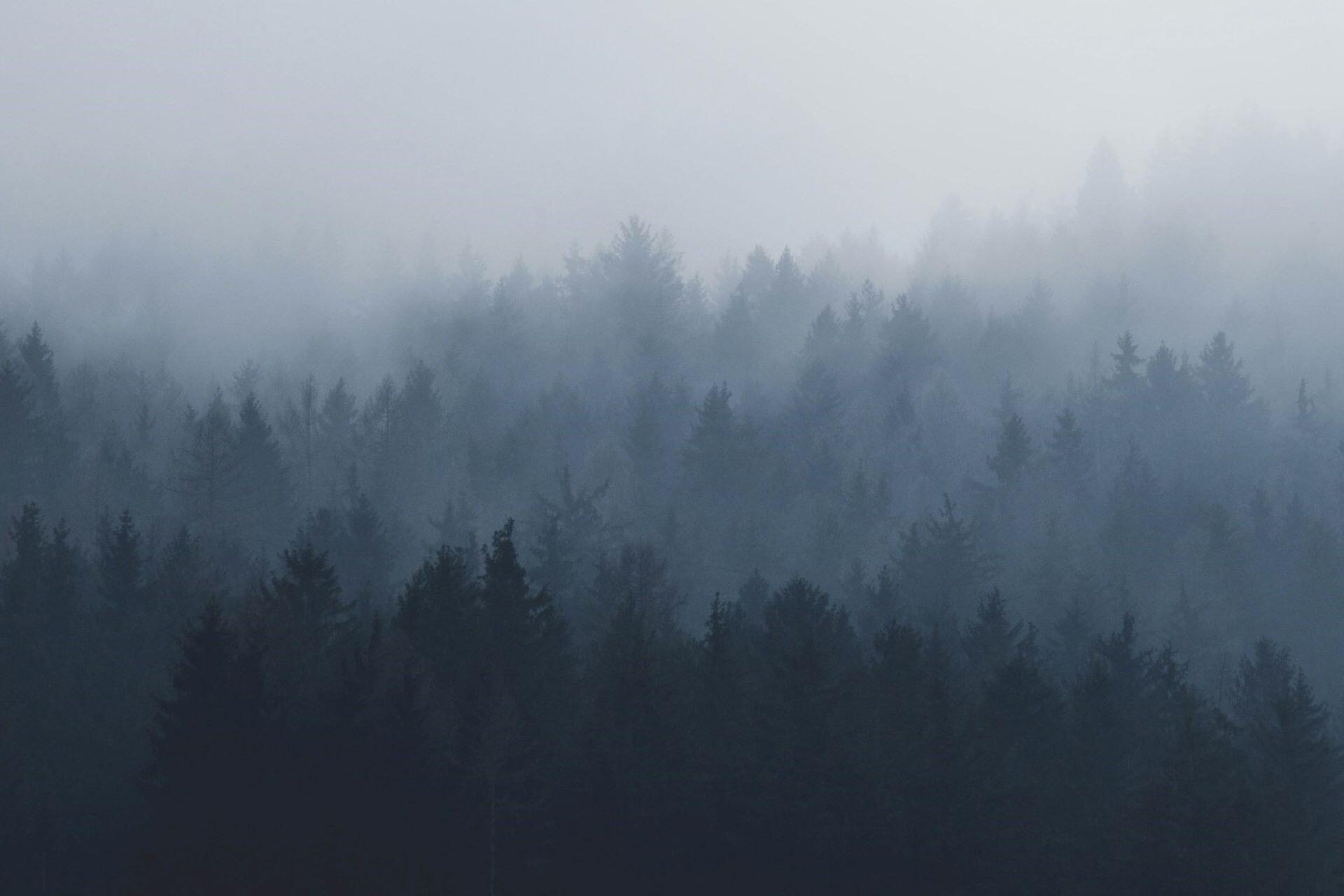 Fog over a dark forest of evergreen trees