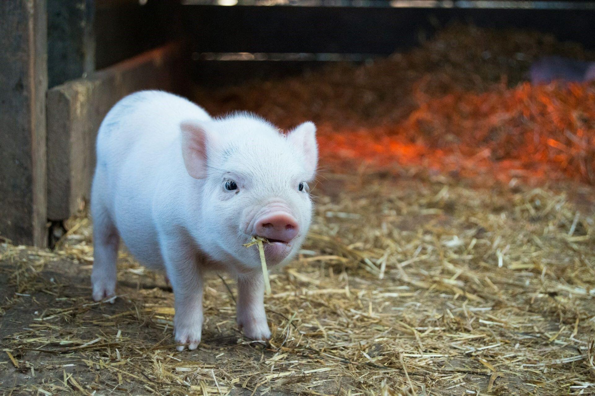 Small white pig standing on straw