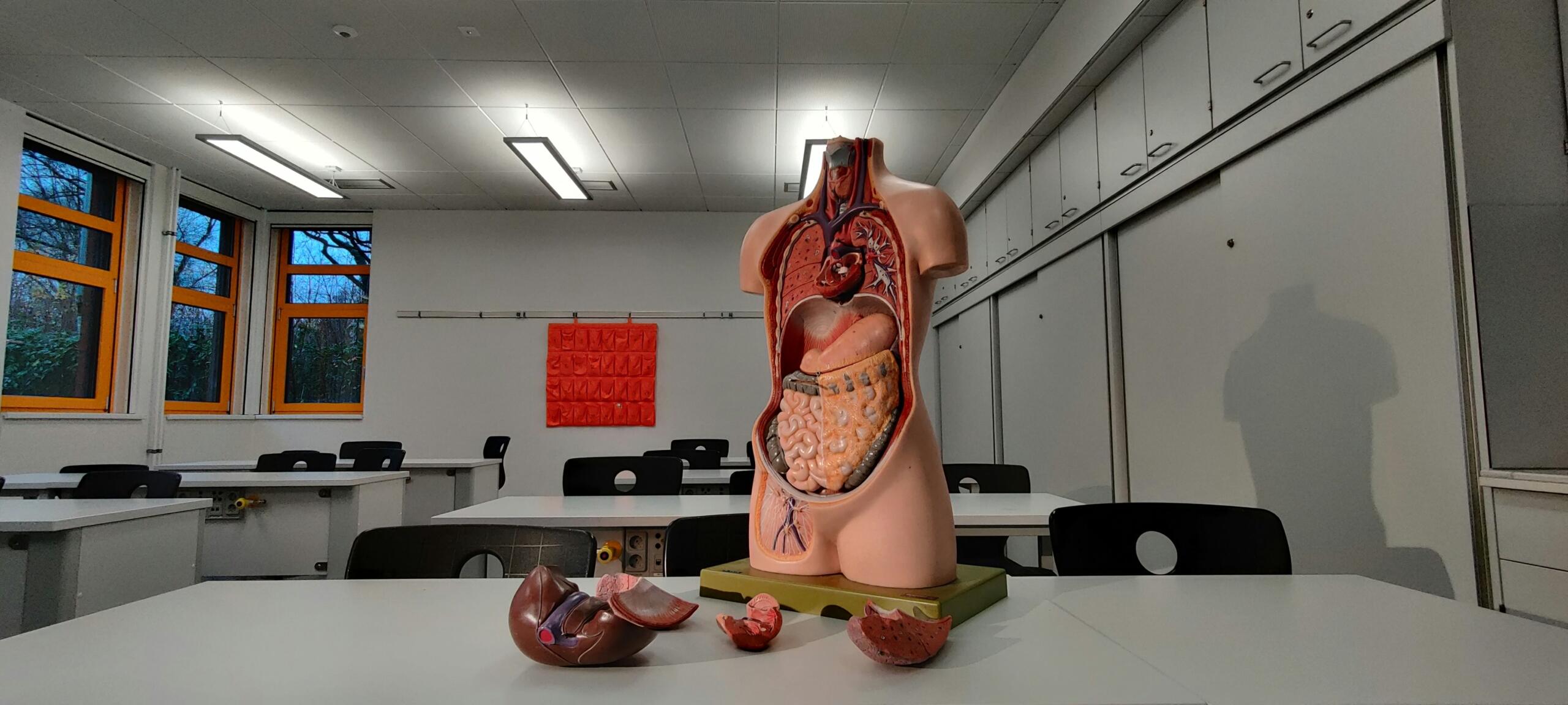 anatomski model človeškega trupa v učilnici biologije