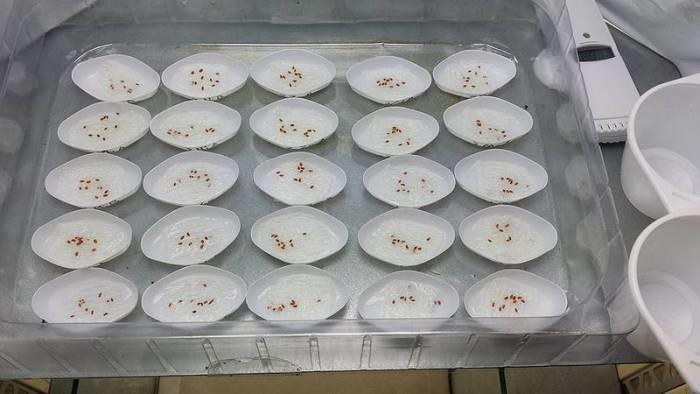 semena kalijo na vlažni vati v laboratoriju