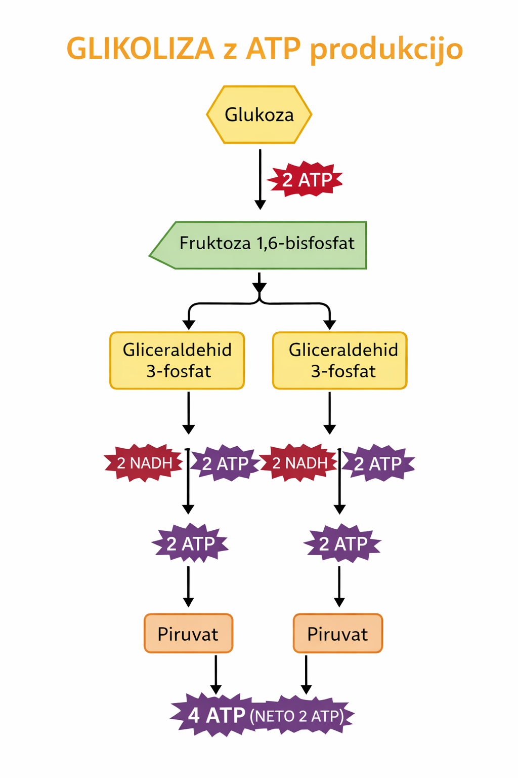 Shema glikolize z označenimi koraki in energetsko bilancijo – od glukoze do piruvata, z vmesnimi spojinami, 2 ATP porabo na začetku in 4 ATP produkcijo na koncu (neto 2 ATP), 2 NADH, barvne puščice in označbe v slovenščini