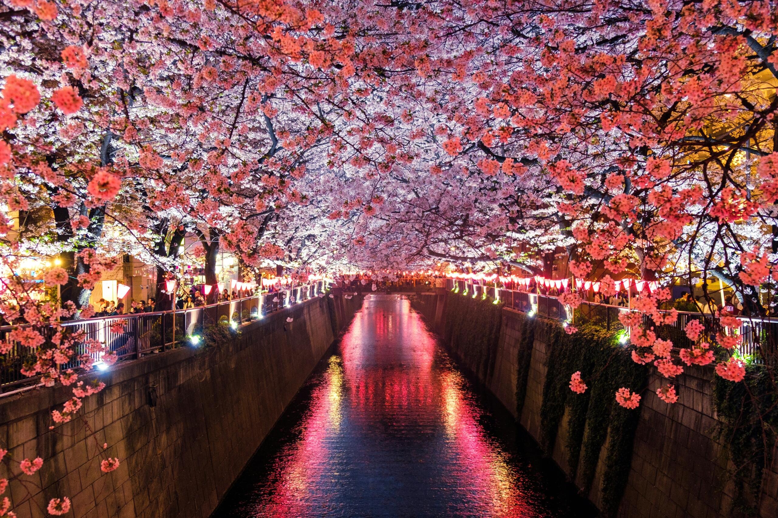 Cvetovi japonskih češenj ob reki, osvetljeni z večernimi lučmi med praznovanjem sakure.