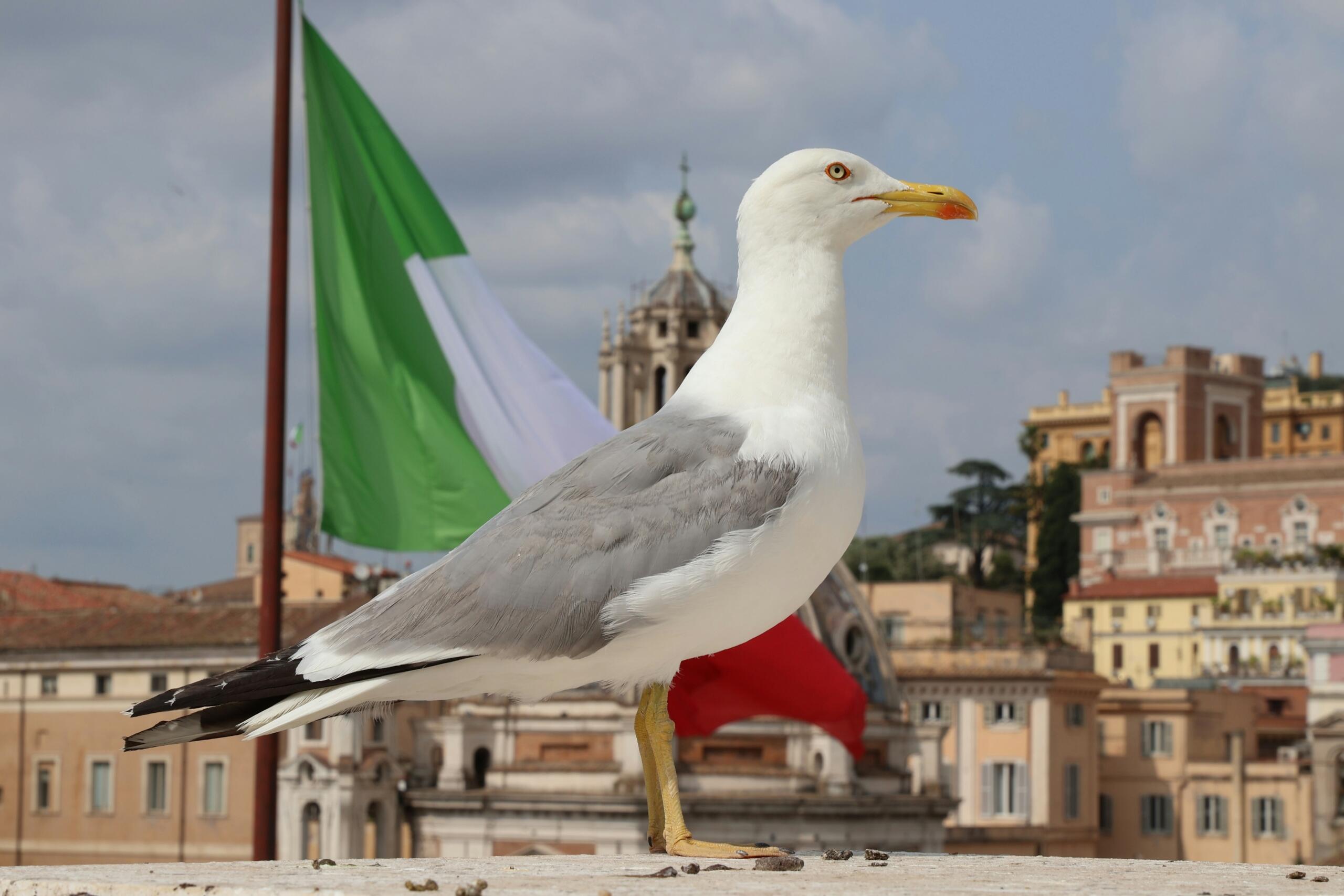 Galeb stoji v ospredju pred italijansko zastavo in mestnim ozadjem v Italiji.