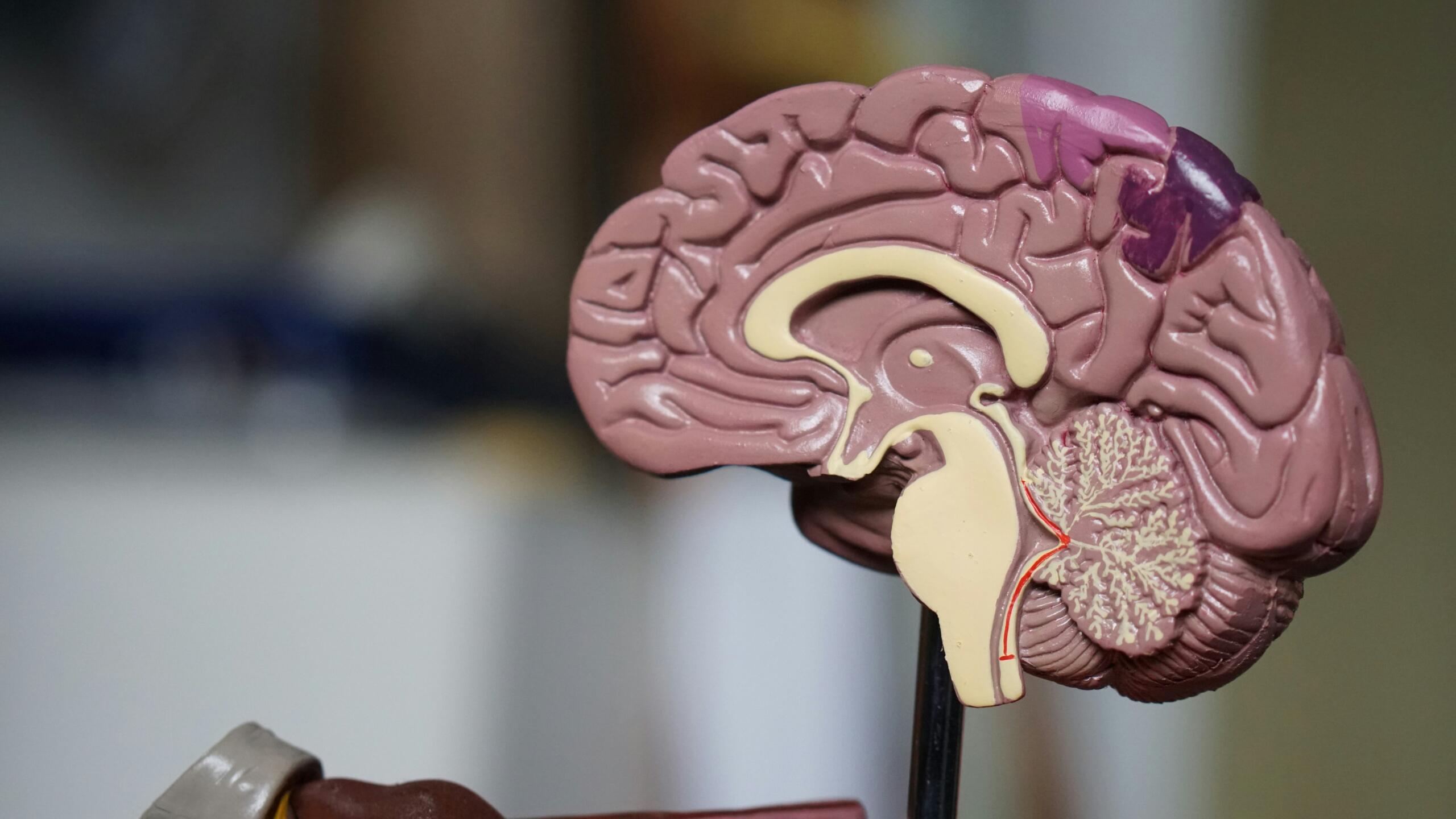 Detajlni anatomski model človeškega možgana v prerezu, ki prikazuje korteks, corpus callosum in mali možgani