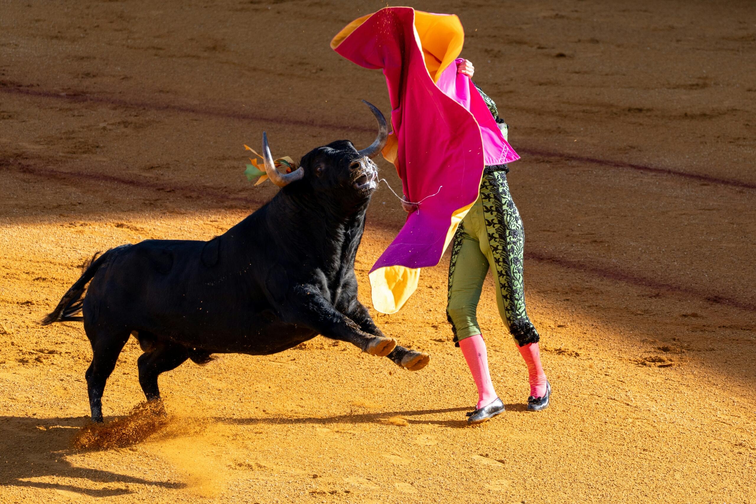 Matador v tradicionalni zeleni obleki maše z rožnato-rumenim plaščem pred napadajočim črnim bikom na peščeni areni