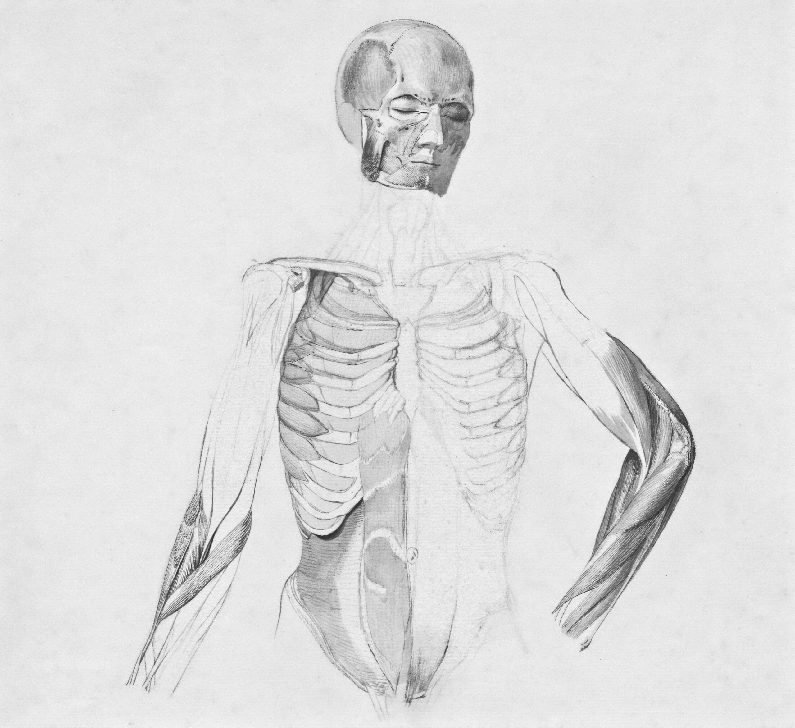 Klasična anatomska risba človeškega trupa in glave z prikazanimi mišicami, rebri in skeletom