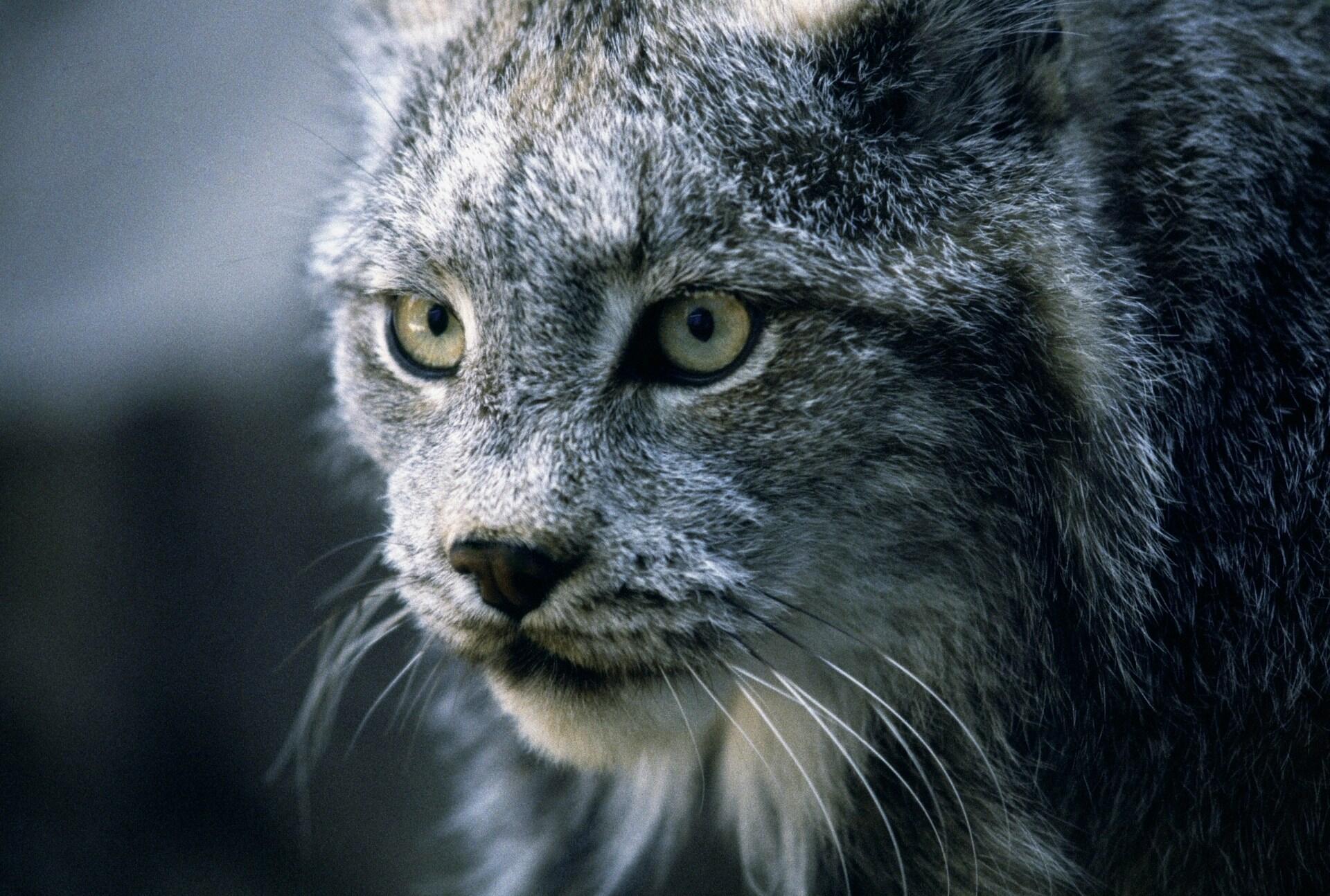 Divoká mačka s hustou sivou srsťou a prenikavým pohľadom