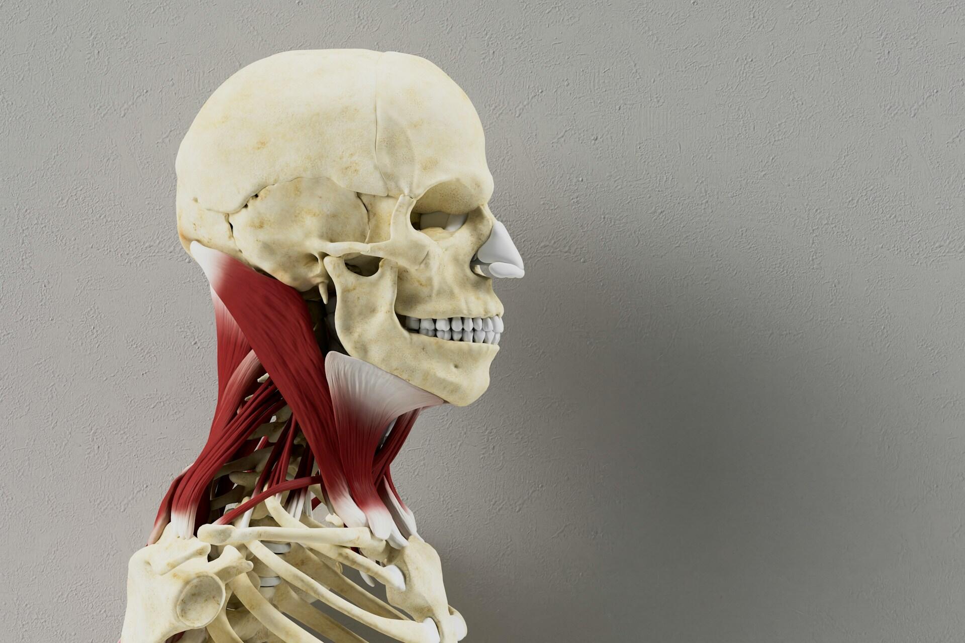 Anatomický model ľudskej lebky, krku a hornej časti trupu so zobrazenými svalmi.