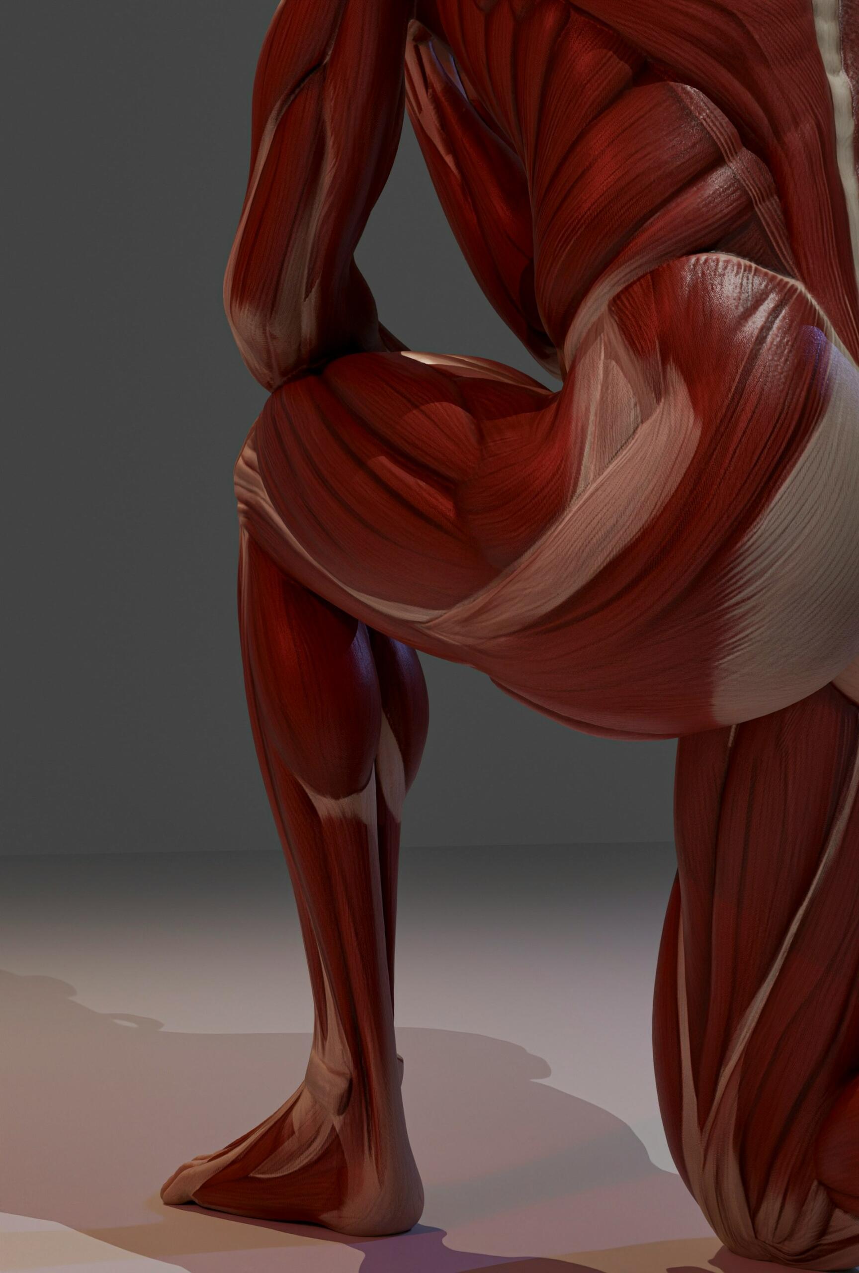 Anatomická ilustrácia svalov dolnej časti tela so zameraním na boky, zadok a nohy.